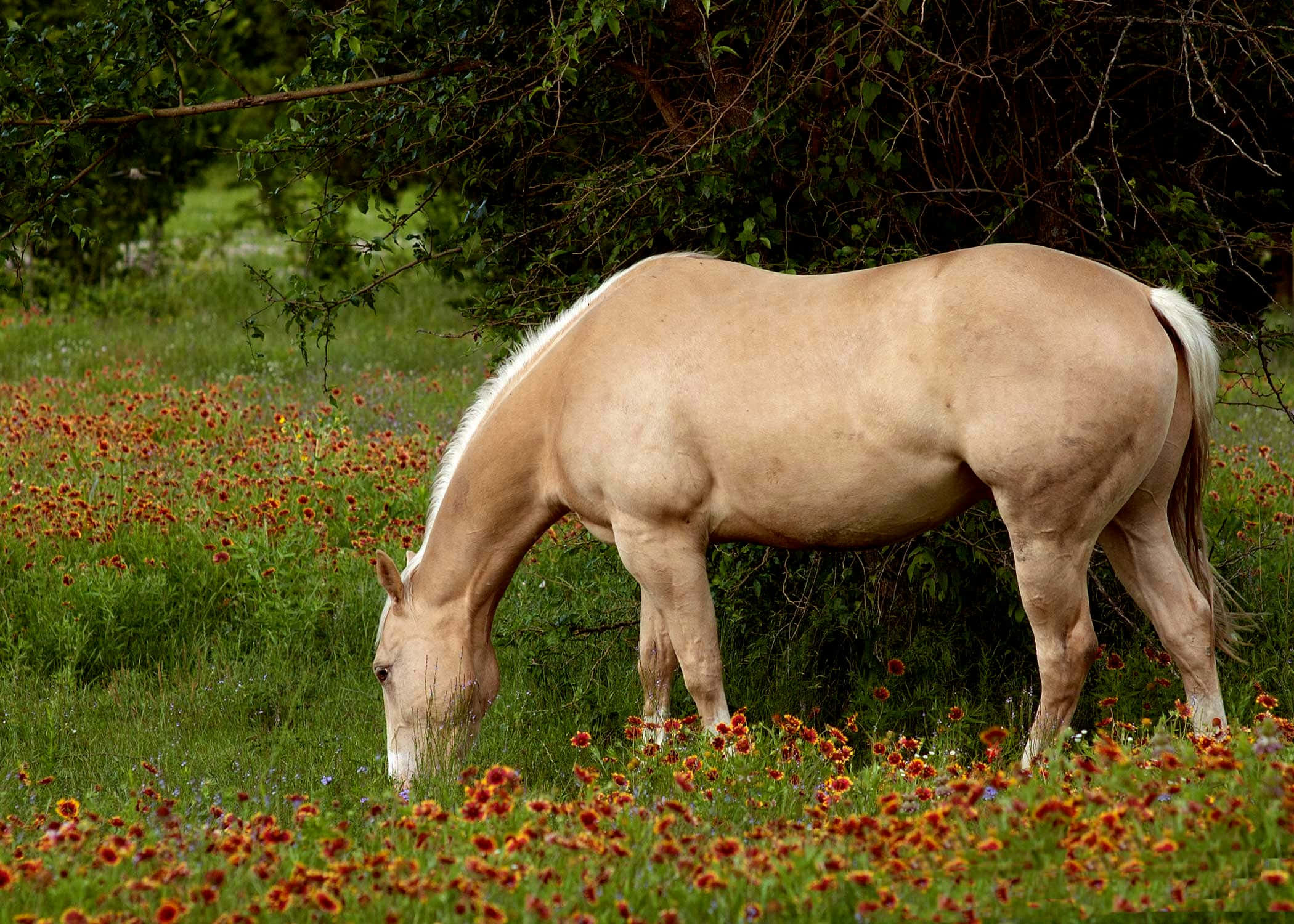 Palomino Horse 桌布 壁紙 — 一匹淺棕色的馬在茂盛的綠色草地上，在鮮豔的橙色和紫色野花中平靜地吃草。