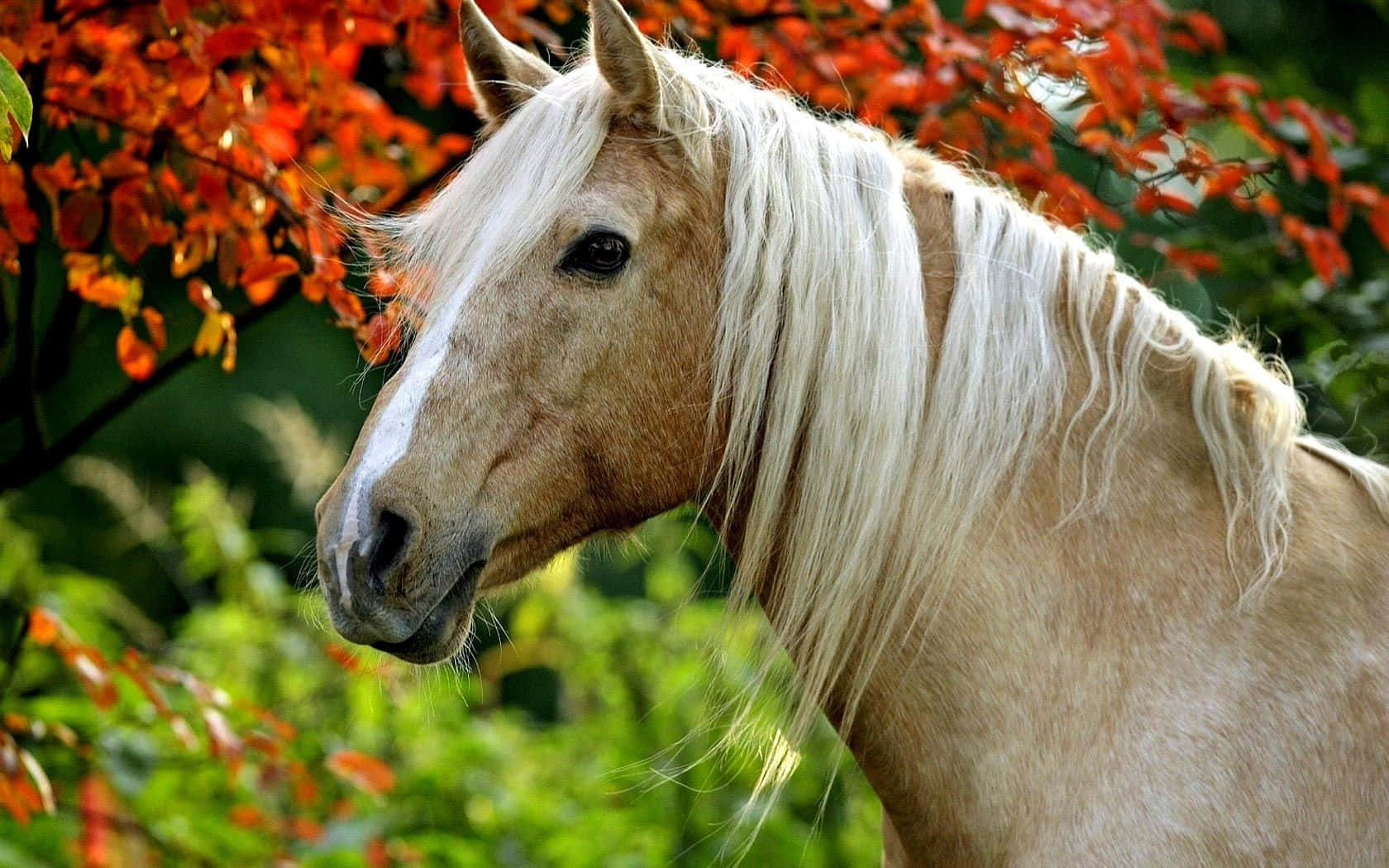 Palomino Horse 桌布 壁紙 — 一匹淺棕色馬匹，飄逸的白色鬃毛，側面站立在鮮豔的秋葉前。