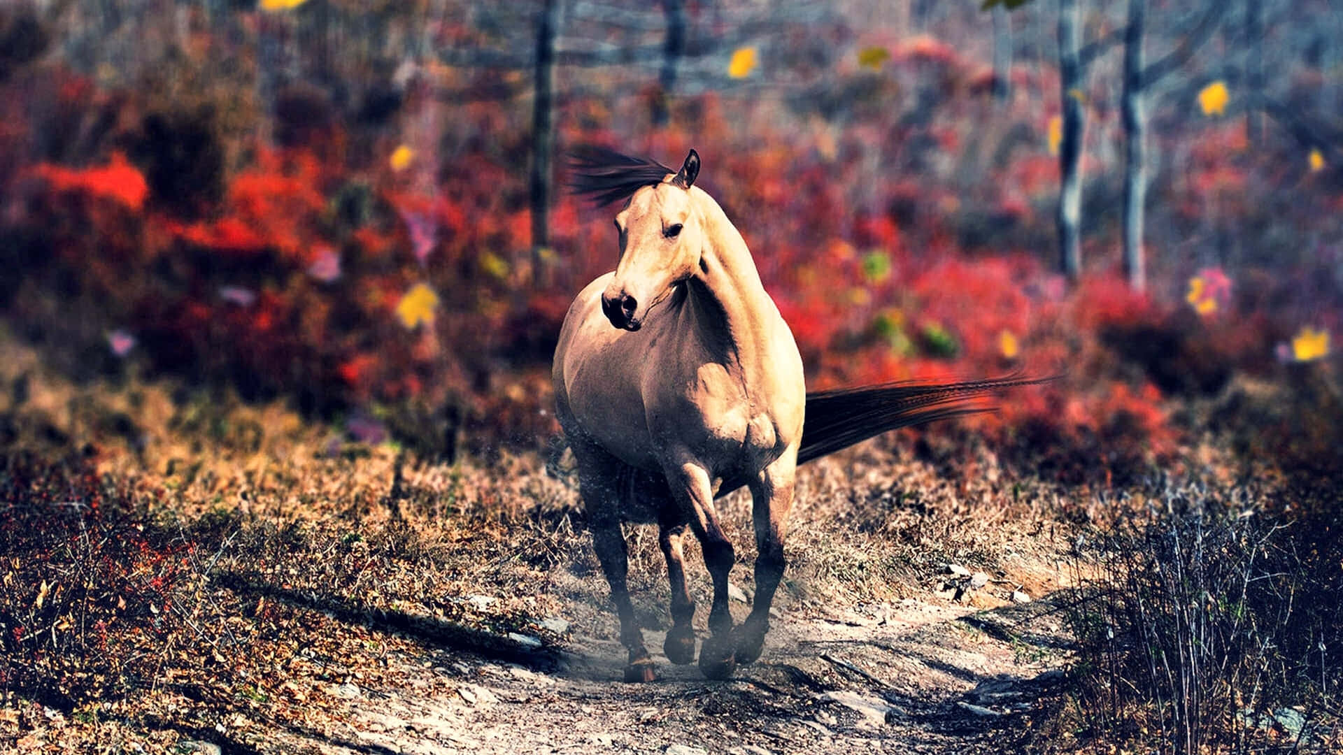 Beautiful Horse 桌布 壁紙 — 一匹淺色的馬在充滿活力的秋日森林中強力奔馳，樹葉呈現紅色和橙色。