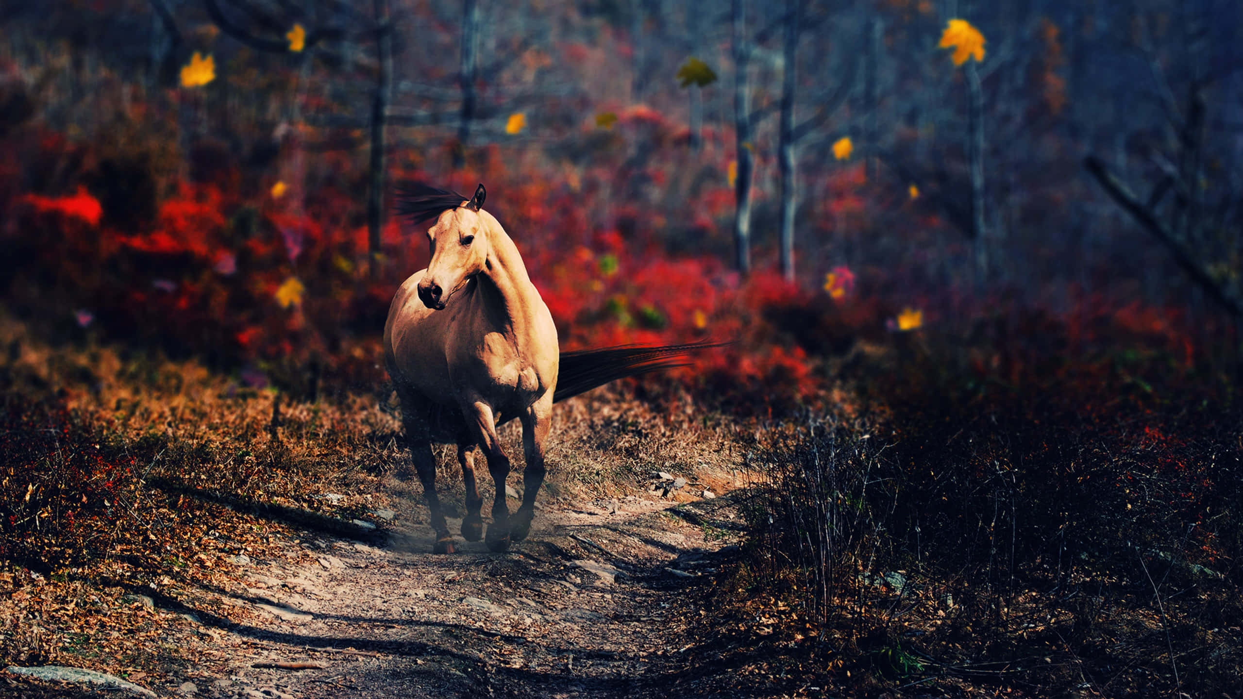 Cool Horse 桌布 壁紙 — 一匹淺色的馬在森林小徑上奔馳，秋天的樹葉在它周圍的空氣中旋轉。