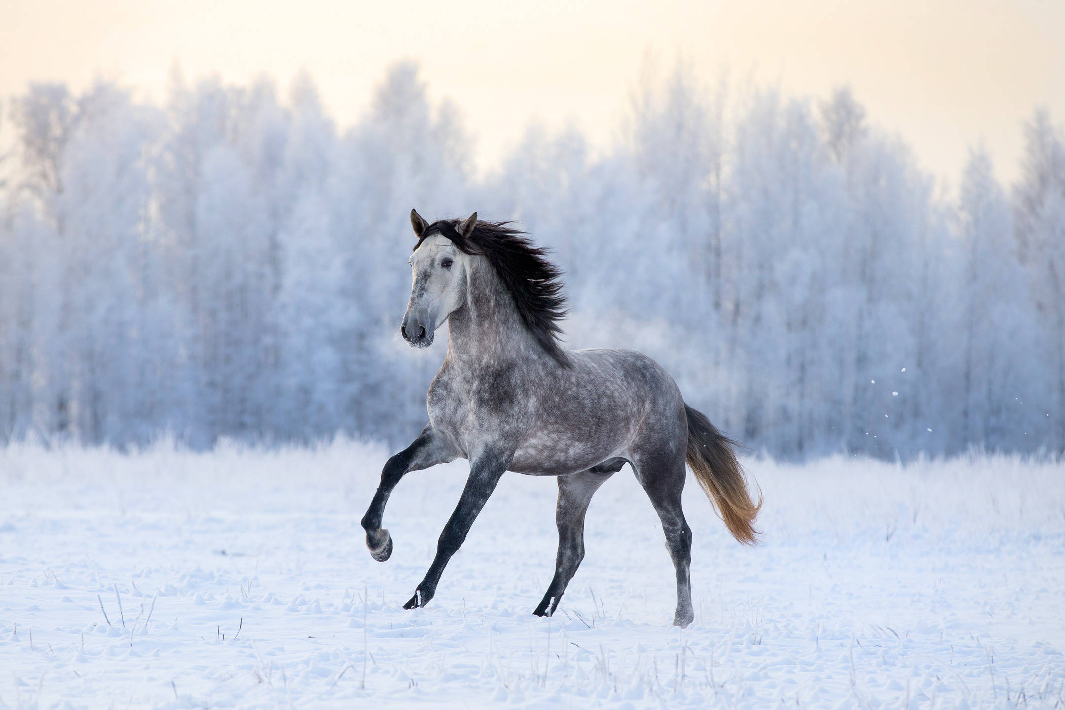 冬季 桌布 壁紙 — 一匹灰色斑點馬在日出時分奔馳過雪地，背景是結霜的樹木。