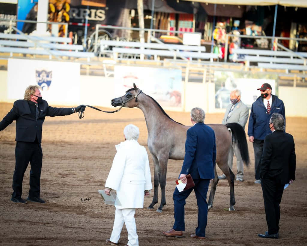Arabian Horse 桌布 壁紙 — 一匹灰色阿拉伯馬由馴馬師帶領穿過泥地競技場，而穿著正式服裝的觀眾仔細觀察。