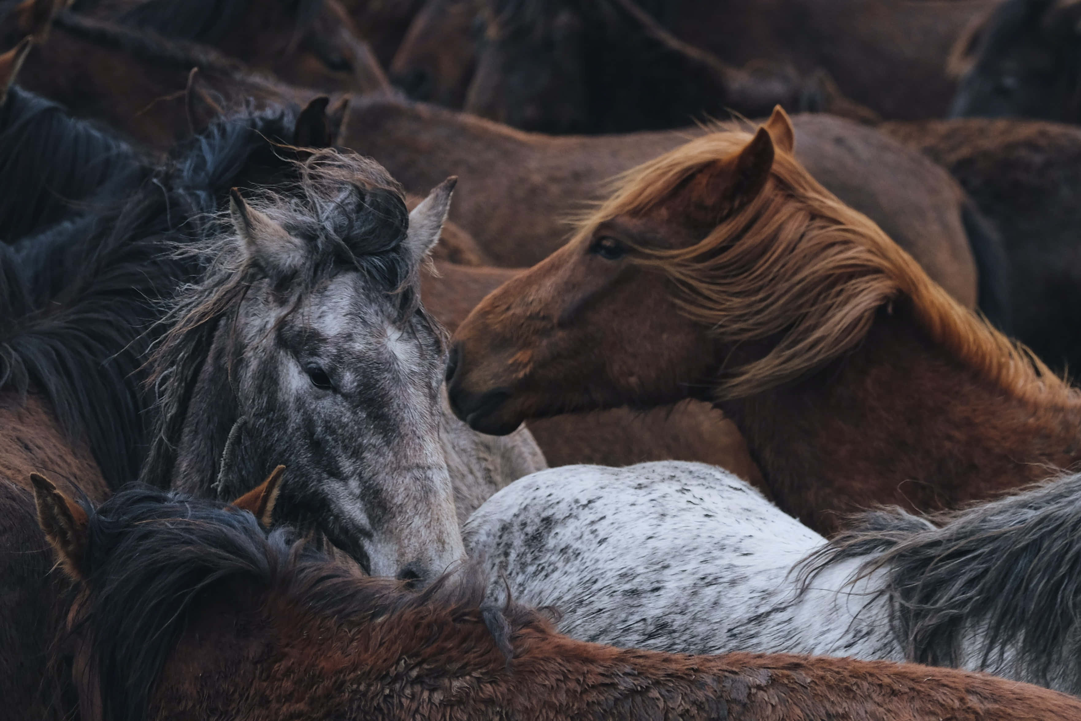 Beautiful Horses 桌布 壁紙 — 一匹灰色馬和一匹栗色馬在密集的馬群中，在柔和暮光下互相依偎的溫柔時刻。