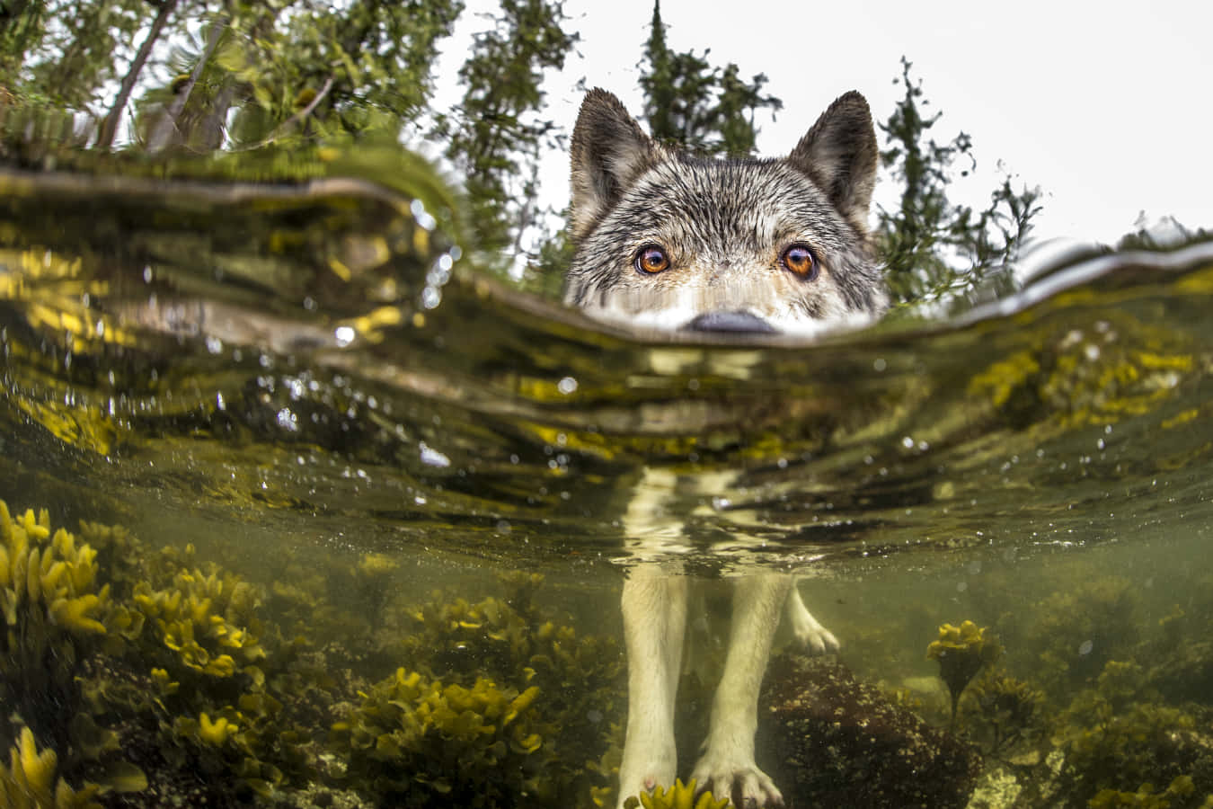Wolf Photography 桌布 壁紙 — 一匹狼從渾濁的綠色水中浮現，強烈的琥珀色眼睛透過漣漪向上凝視，周圍環繞著水下的黃色樹葉和森林樹木。