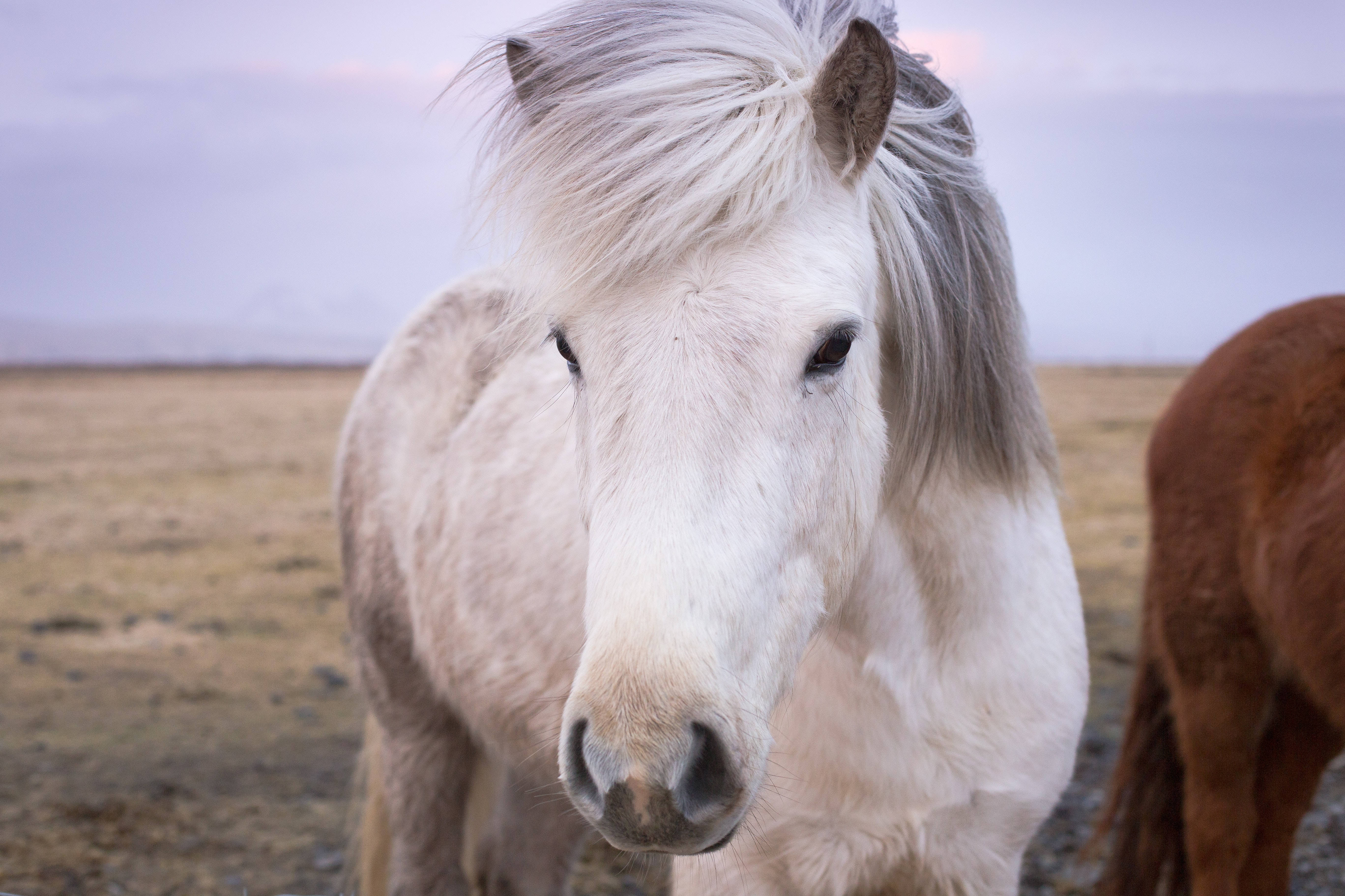 Horse Face 桌布 壁紙 — 一匹白色冰島馬的特寫，鬃毛飄逸，站在暮色中廣闊的開闊田野上。