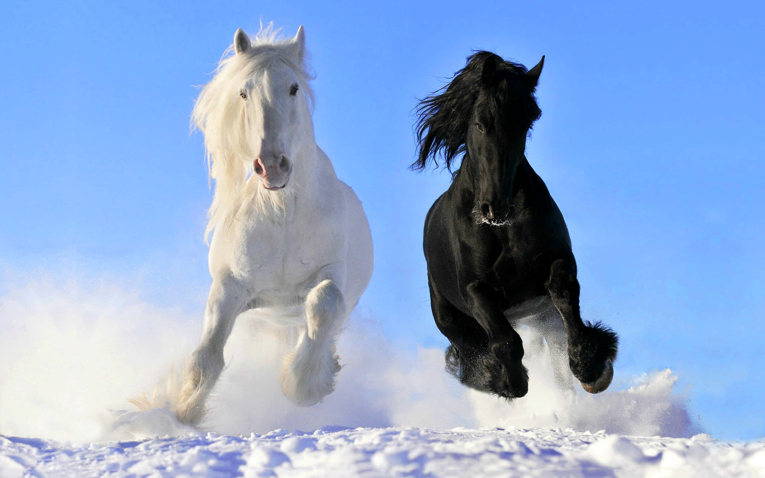 Pretty Horse 桌布 壁紙 — 一匹白色和一匹黑色的馬在晴朗的藍天下並肩奔馳在雪地中。