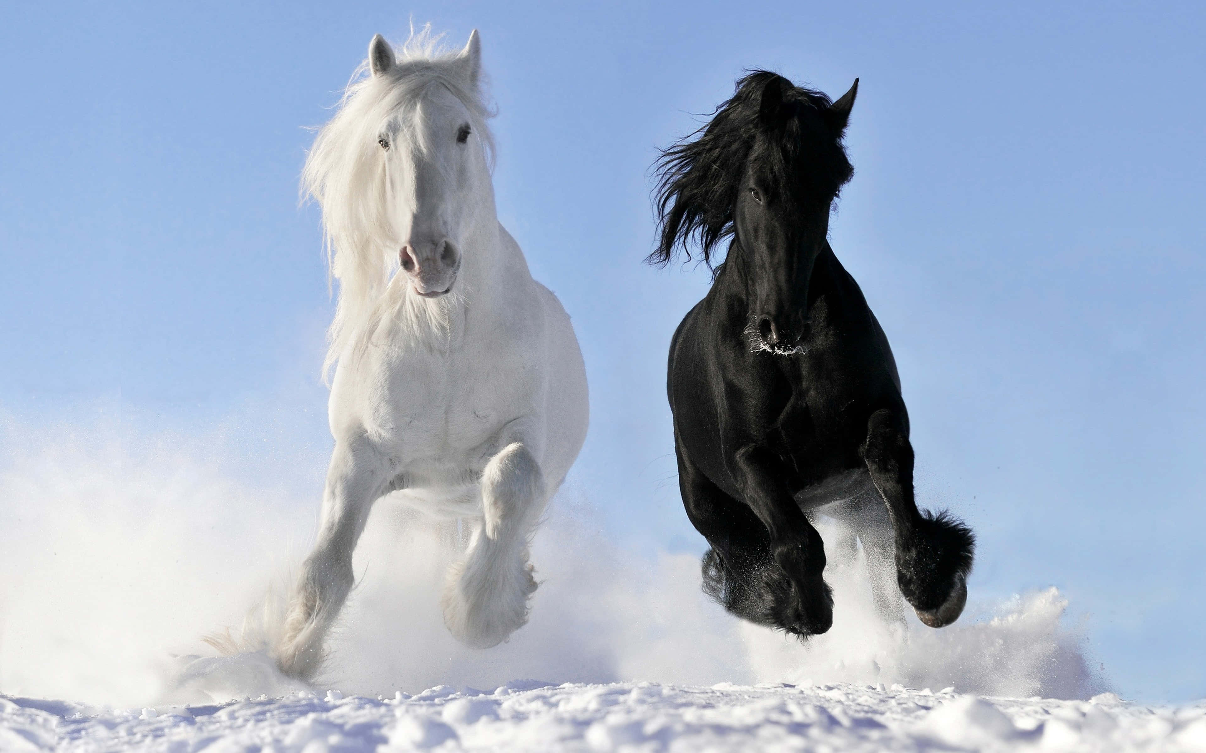 動物 桌布 壁紙 — 一匹白色和黑色的馬並排奔馳在雪地中，在清澈的藍天下踢起雪花。