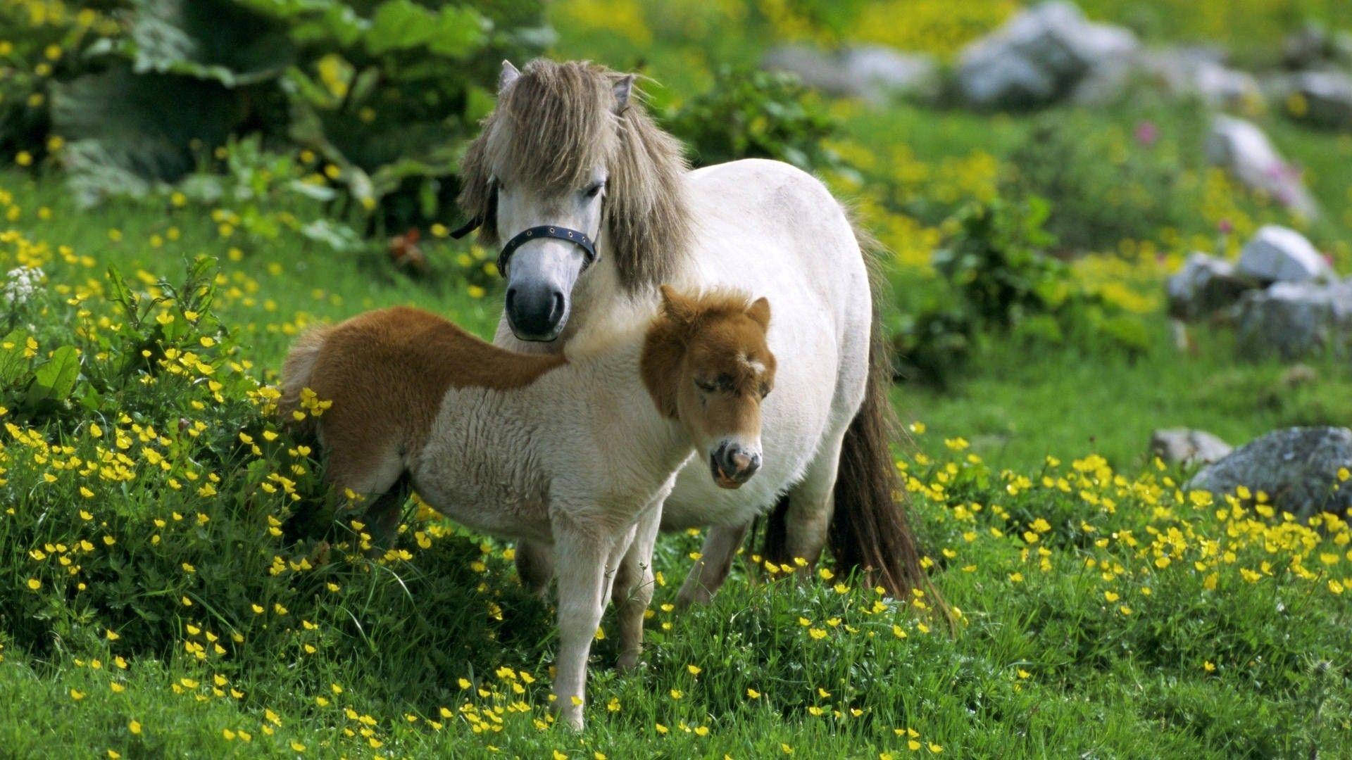 Grass 桌布 壁紙 — 一匹白色成年小馬和一匹棕色小馬駒一起站在點綴著黃色野花的充滿活力的綠色草地上。