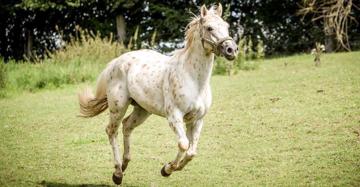 Appaloosa Horse 桌布 壁紙 — 一匹白色斑點馬在陽光明媚的綠色田野上自由奔馳，背景有樹木。