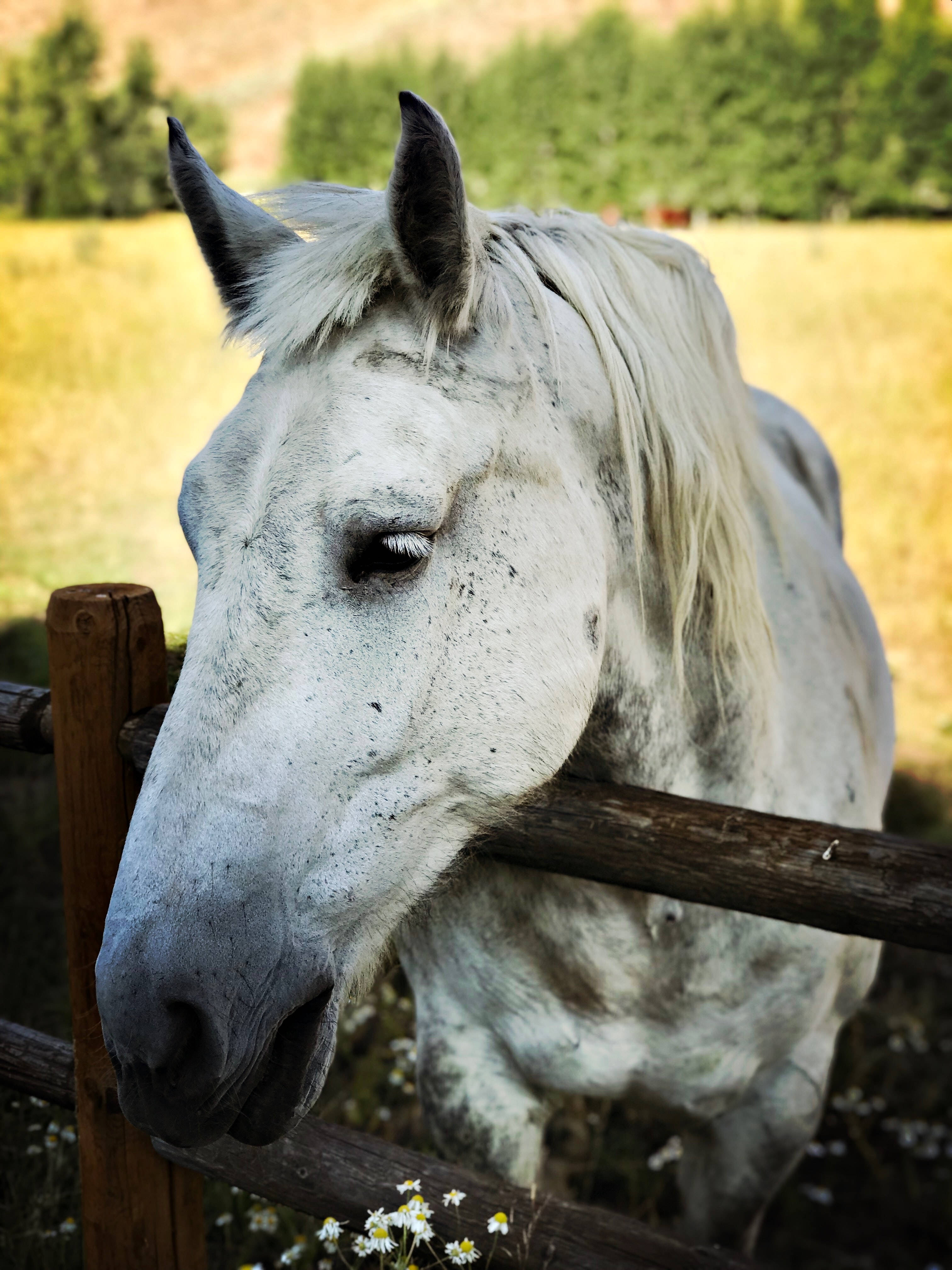 Horse Face 桌布 壁紙 — 一匹白色斑點馬的特寫，牠將頭擱在陽光普照、雛菊點綴的草地上的一個木柵欄上。