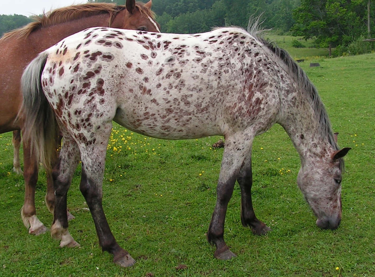Appaloosa Horse 桌布 壁紙 — 一匹白色毛皮帶棕色斑點的阿帕盧薩馬在點綴著黃色野花的茂密綠色牧場上平靜地吃草。