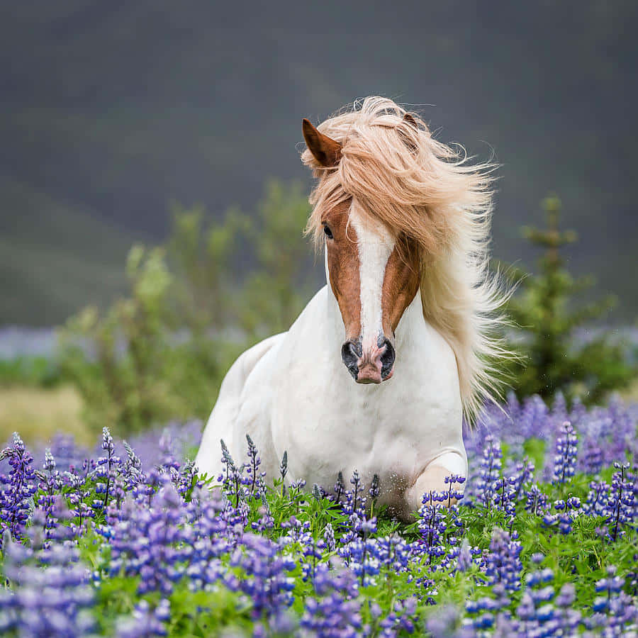 Pretty Horses 桌布 壁紙 — 一匹白色馬匹，擁有飄逸的金色鬃毛，在茂盛的草地上，於鮮豔的紫色羽扇豆花叢中休息。
