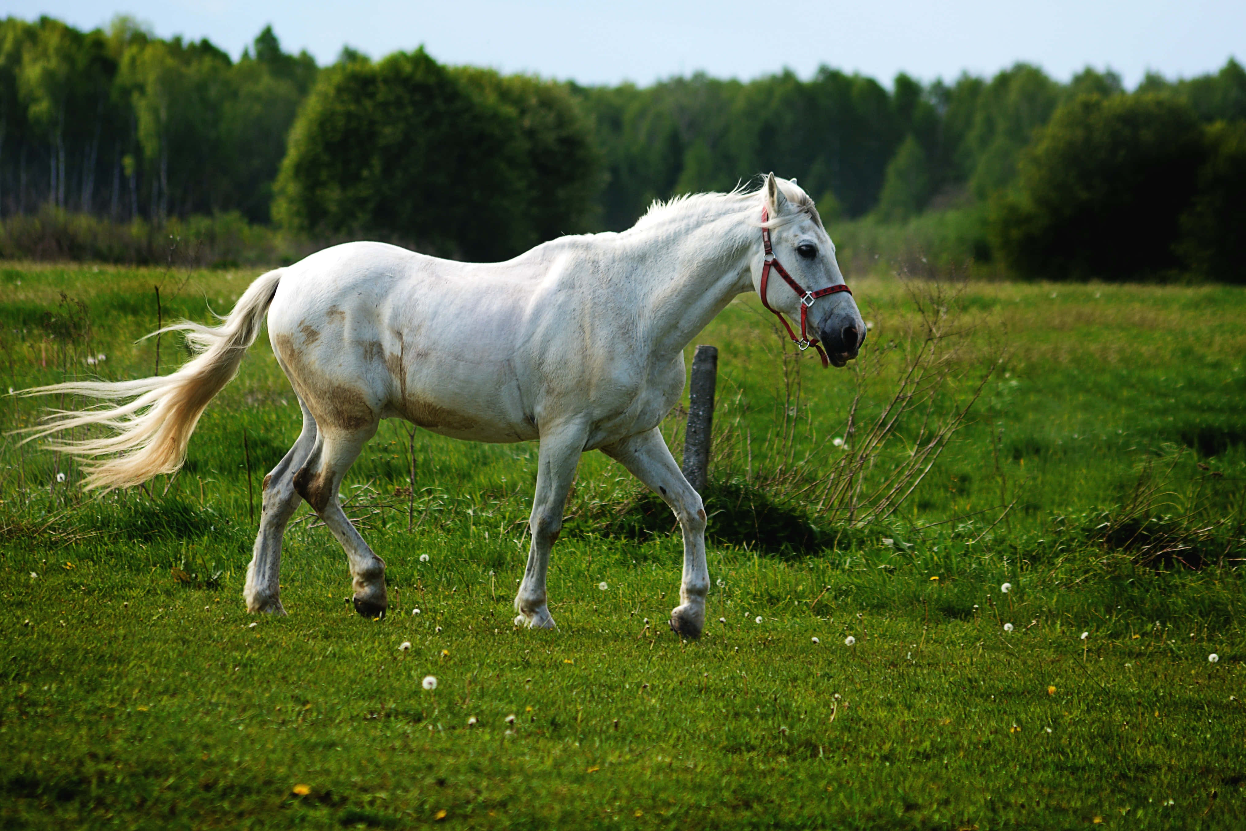 Beautiful Horses 桌布 壁紙 — 一匹白色駿馬，鬃毛飄逸，優雅地小跑穿過陽光明媚、點綴著蒲公英的綠色草地。