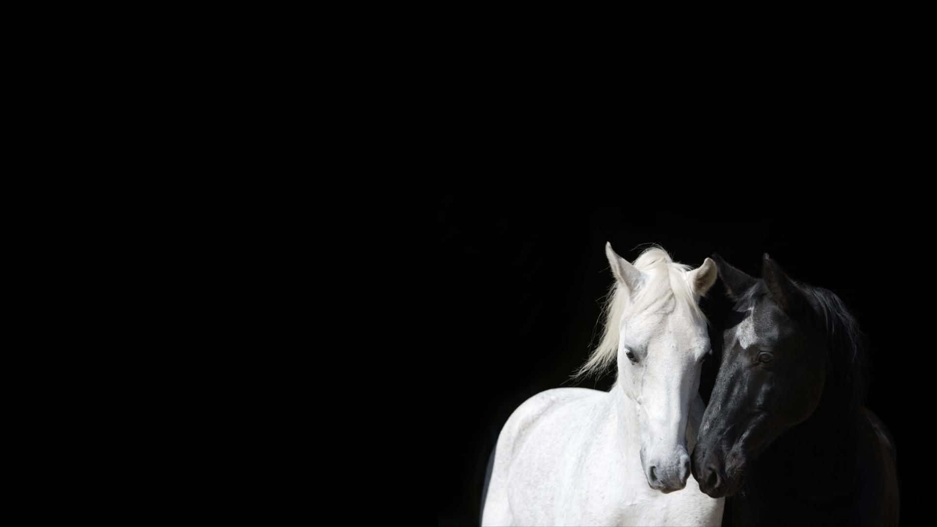 動物 桌布 壁紙 — 一匹白馬和一匹黑馬在純黑背景下緊密地站在一起，牠們的頭部在安靜的連結時刻中互相觸碰。