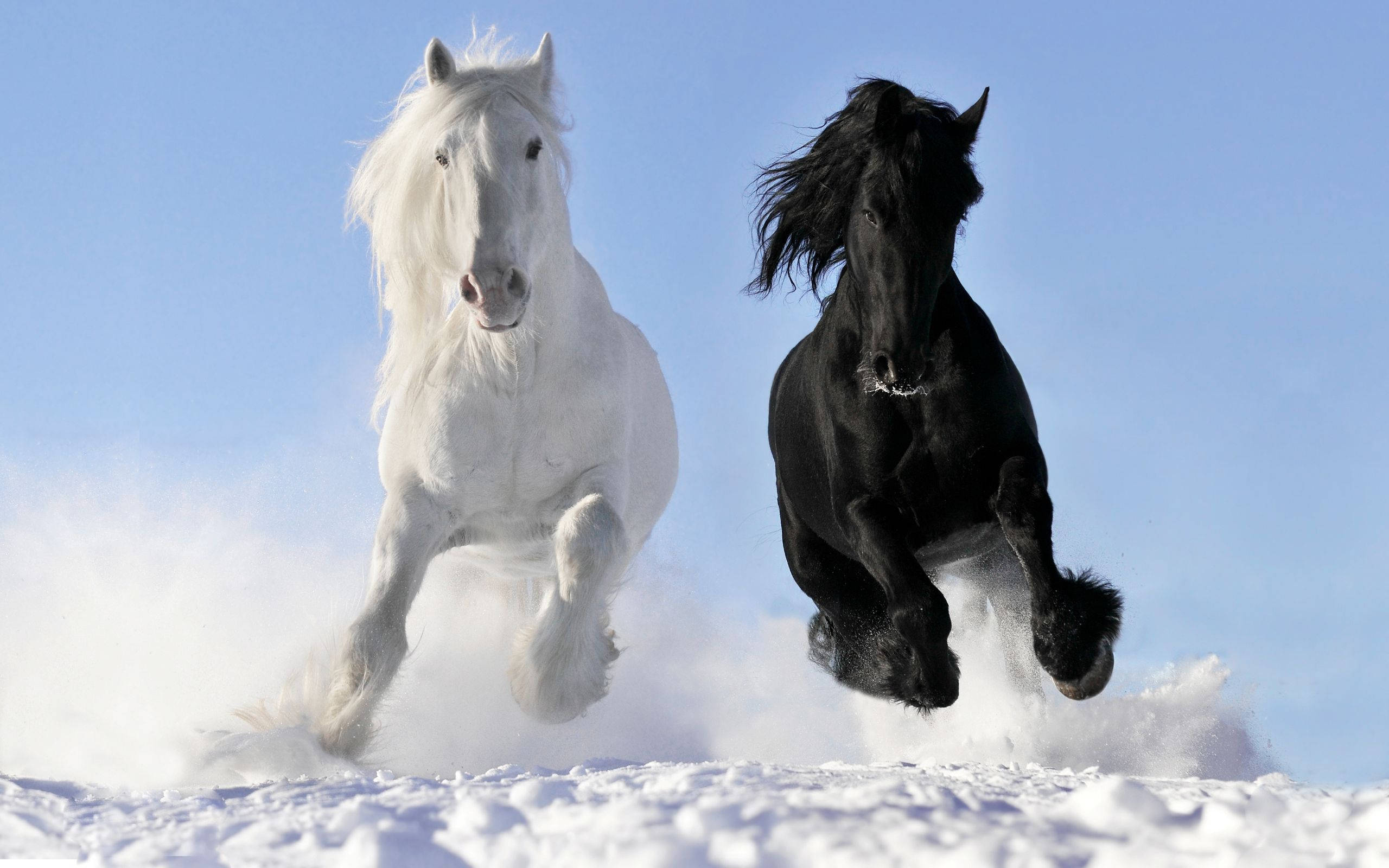 馬 桌布 壁紙 — 一匹白馬和一匹黑馬在雪地上並肩奔馳，在清澈的藍天下踢起粉雪。