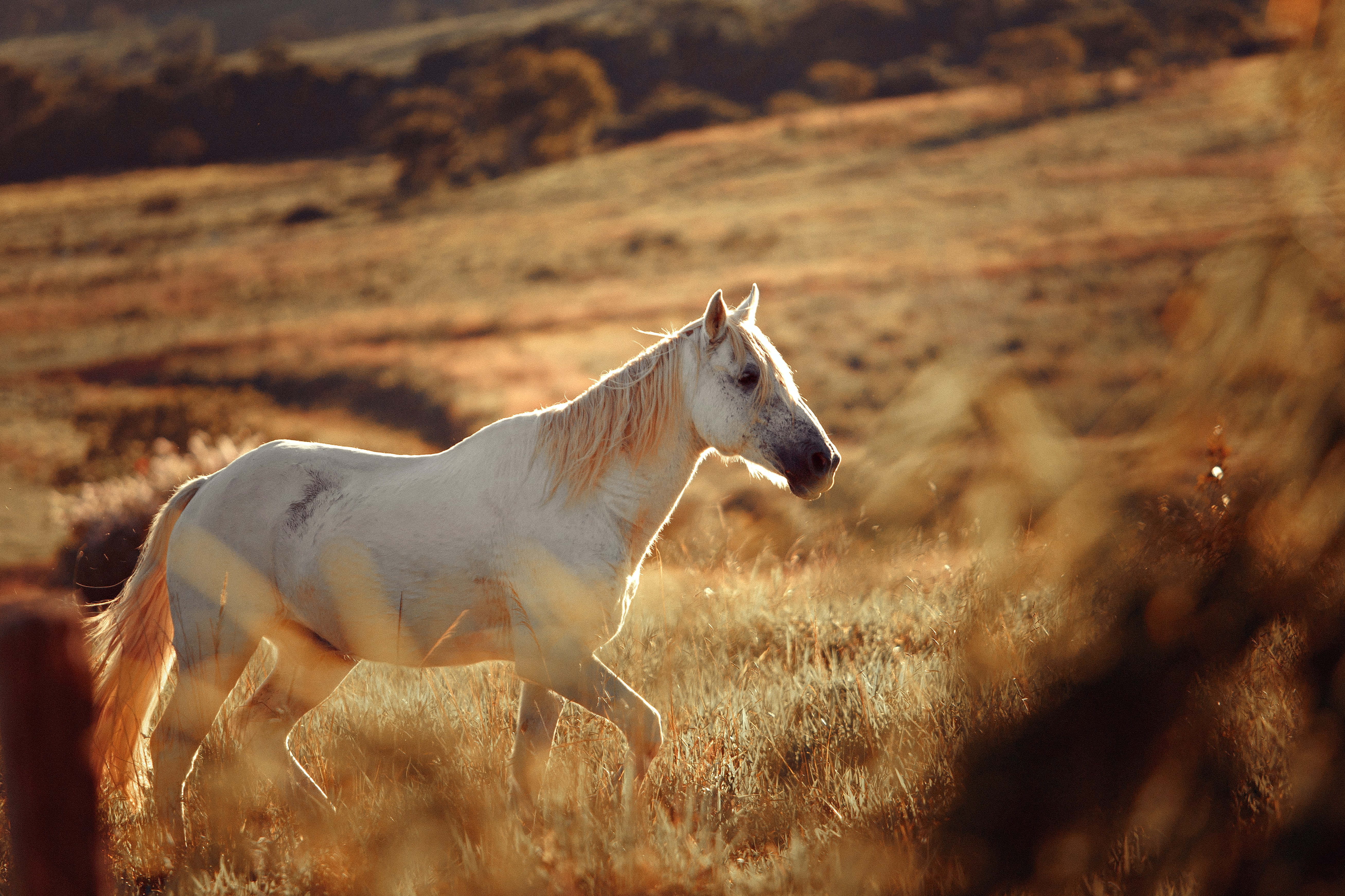 Beautiful Horses 桌布 壁紙 — 一匹白馬在溫暖的日落光線下優雅地小跑穿過金色的草地，前景的樹葉模糊不清。