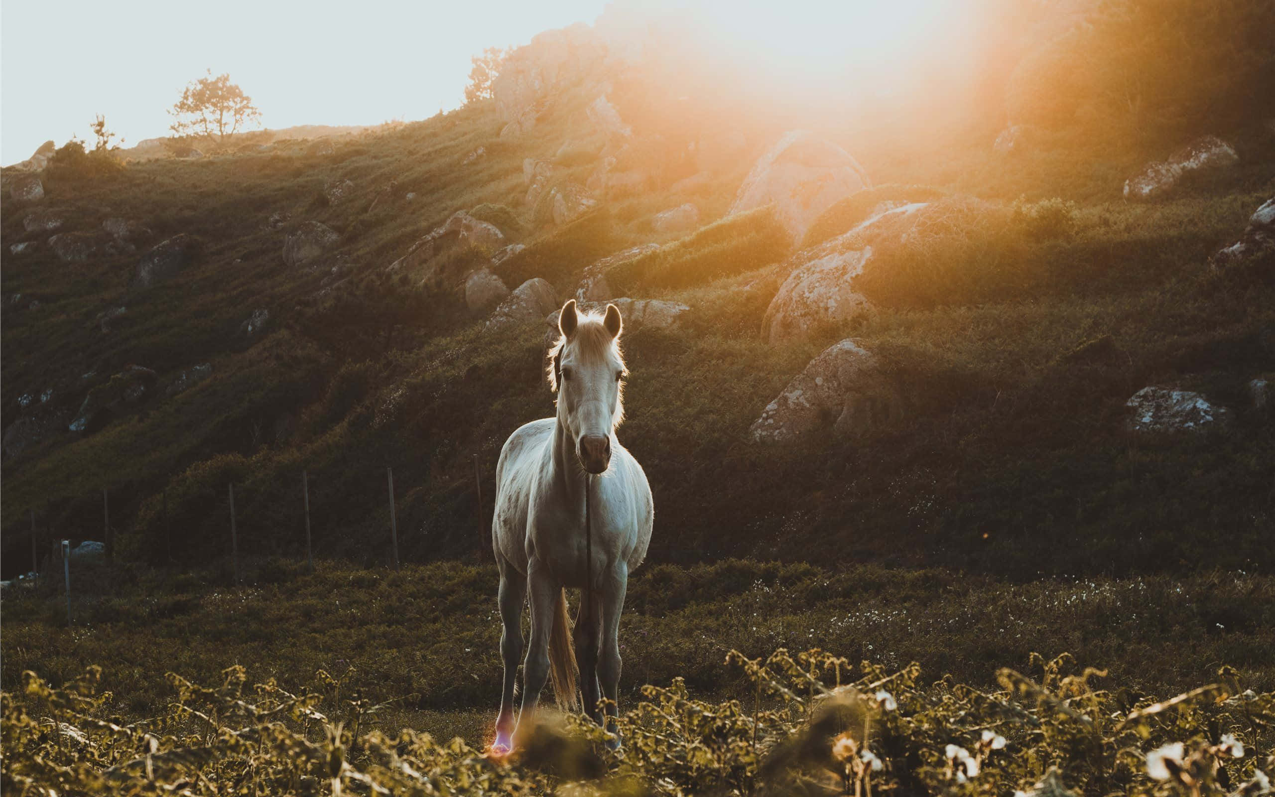 Mustang Horse 桌布 壁紙 — 一匹白馬站在陽光明媚的田野中，身後是岩石丘陵，金色光芒從後方照耀。