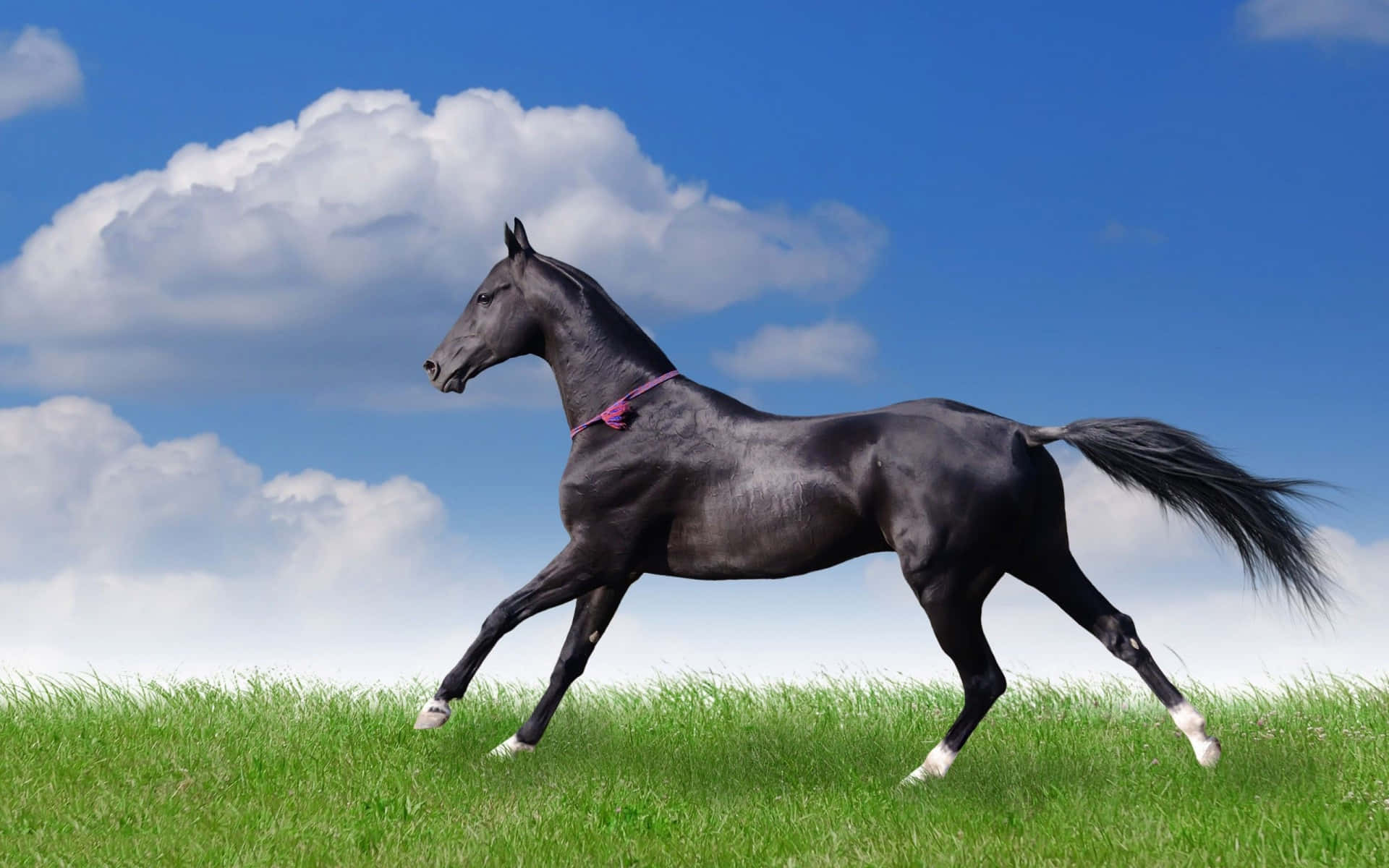 Black Horse 桌布 壁紙 — 一匹穿著白色襪子的時尚黑馬，在點綴著蓬鬆白雲的明亮藍天下，自由奔馳於充滿活力的綠色田野。