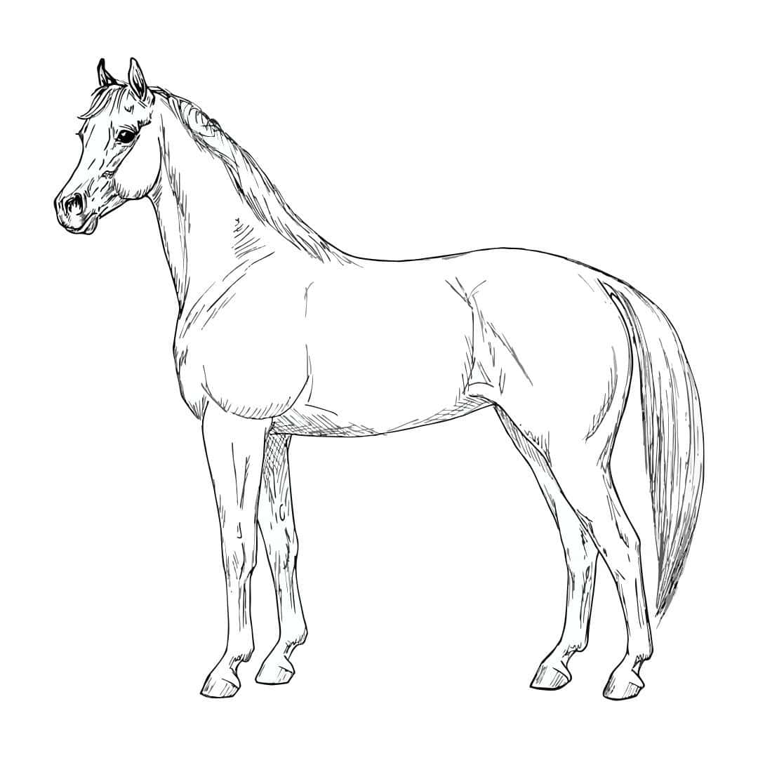 Horse Coloring 桌布 壁紙 — 一匹站立馬匹的詳細黑白線條畫，鬃毛和尾巴飄逸。