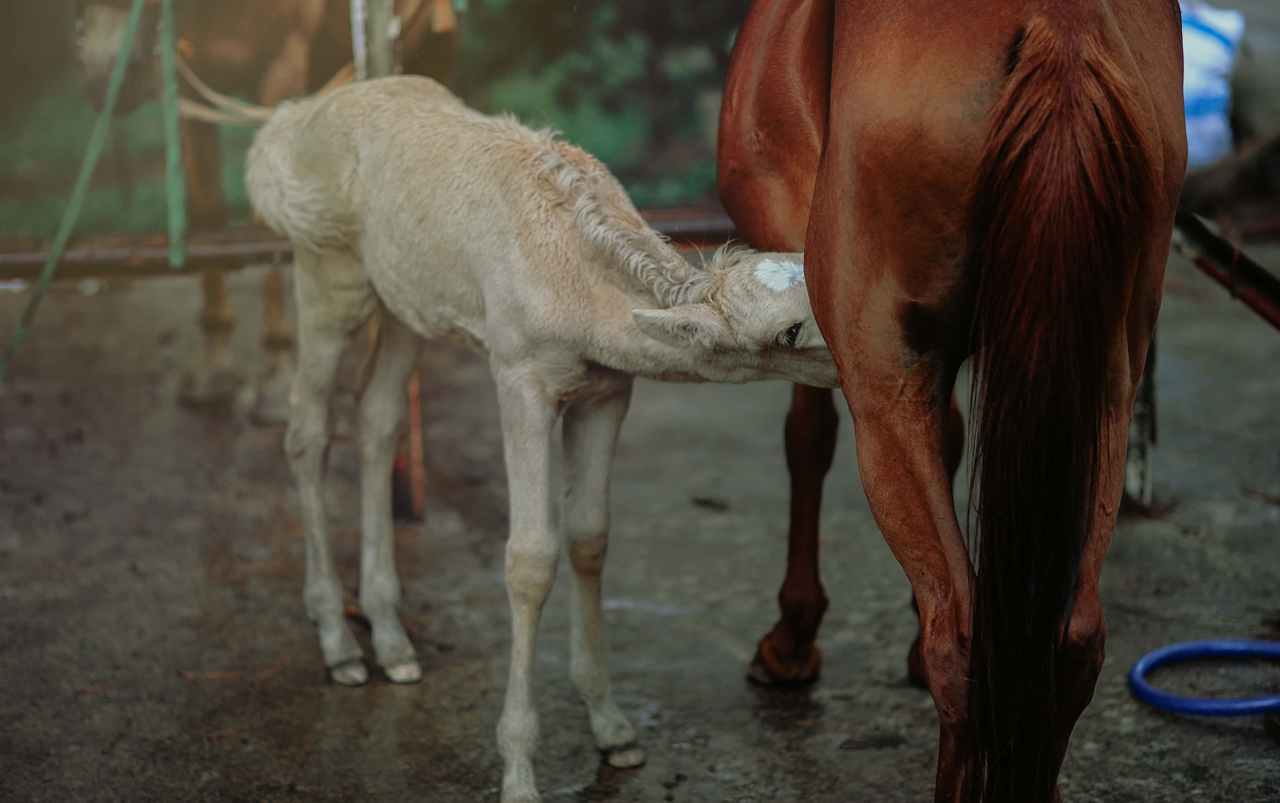 Beautiful Horses 桌布 壁紙 — 一匹細小蒼白的小馬駒在潮濕的馬廄中，於柔和散射光線下從母親的側腹吃奶。