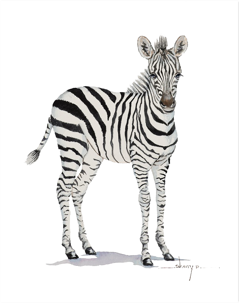 Zebra 桌布 壁紙 — 一匹細節豐富的水彩斑馬在純黑背景前警覺地站立，蹄下有柔和的陰影。