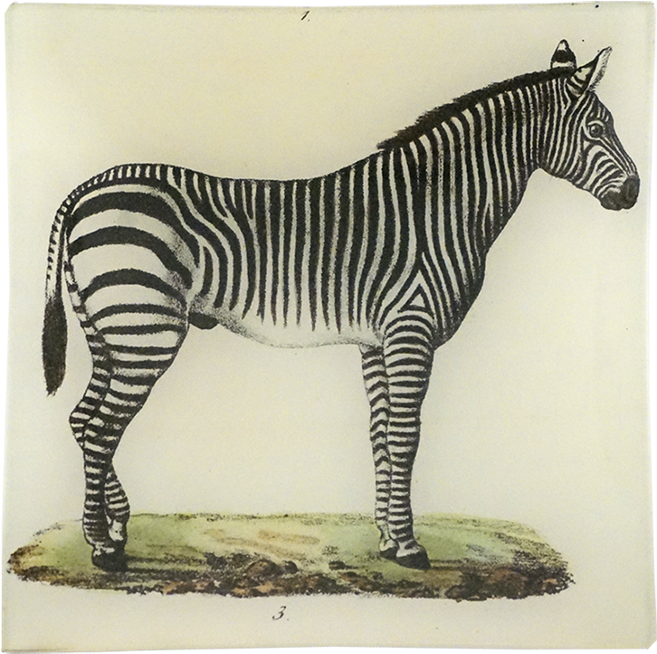 Zebra 桌布 壁紙 — 一匹經典黑白條紋的斑馬站在一小塊土地上，背景是樸素的米白色。