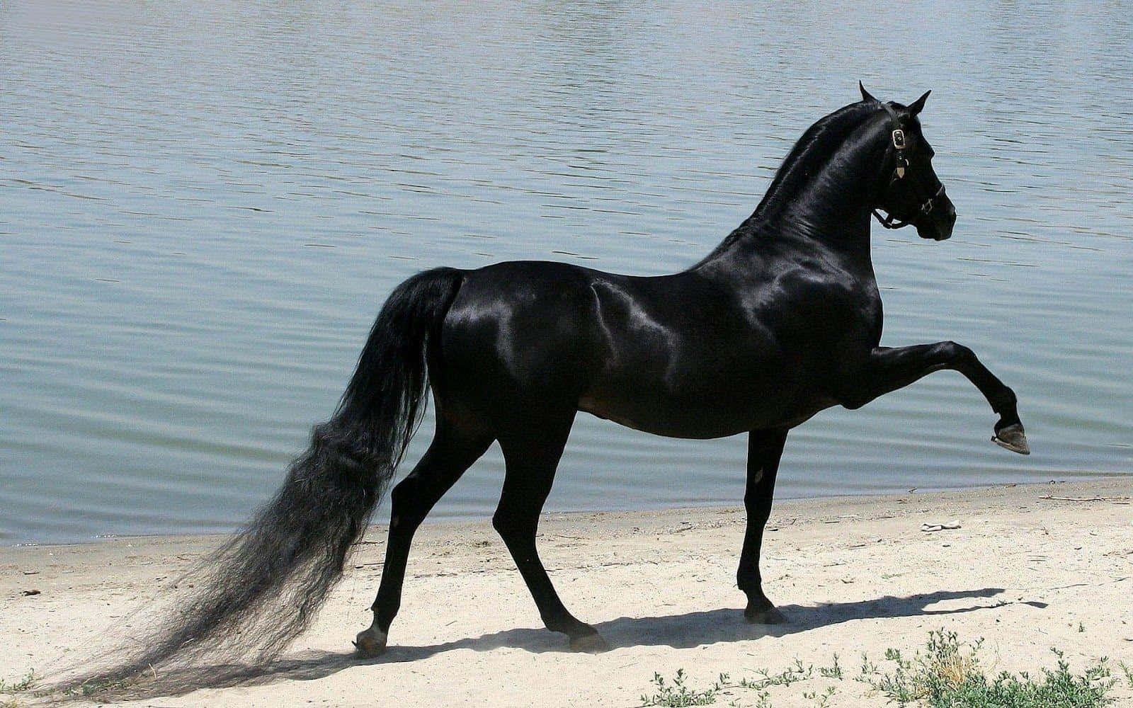 Black Horse 桌布 壁紙 — 一匹線條流暢的黑馬，鬃毛和尾巴飄逸，優雅地站在平靜的水邊，一隻前蹄優雅地抬起。