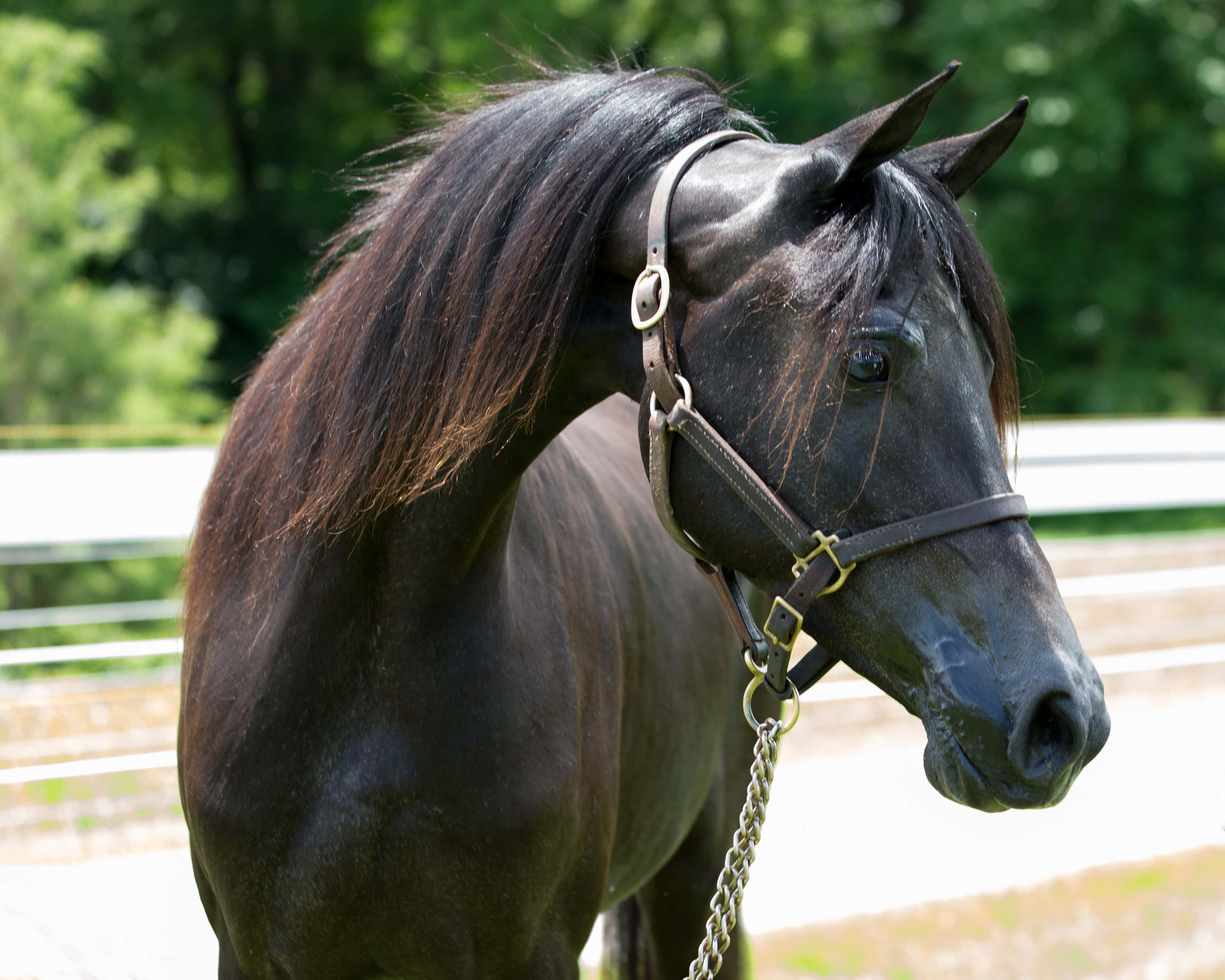 Beautiful Horses 桌布 壁紙 — 一匹線條流暢的黑馬，鬃毛飄逸，平靜地站在陽光普照的圍場中，戴著皮製籠頭和鏈條牽繩。