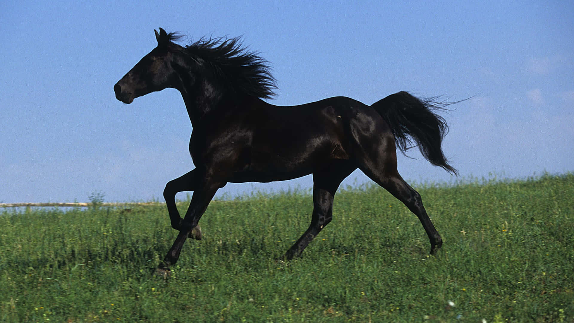 Black Horse 桌布 壁紙 — 一匹線條流暢的黑馬在晴朗藍天下，自由奔馳於陽光普照的綠色田野中。