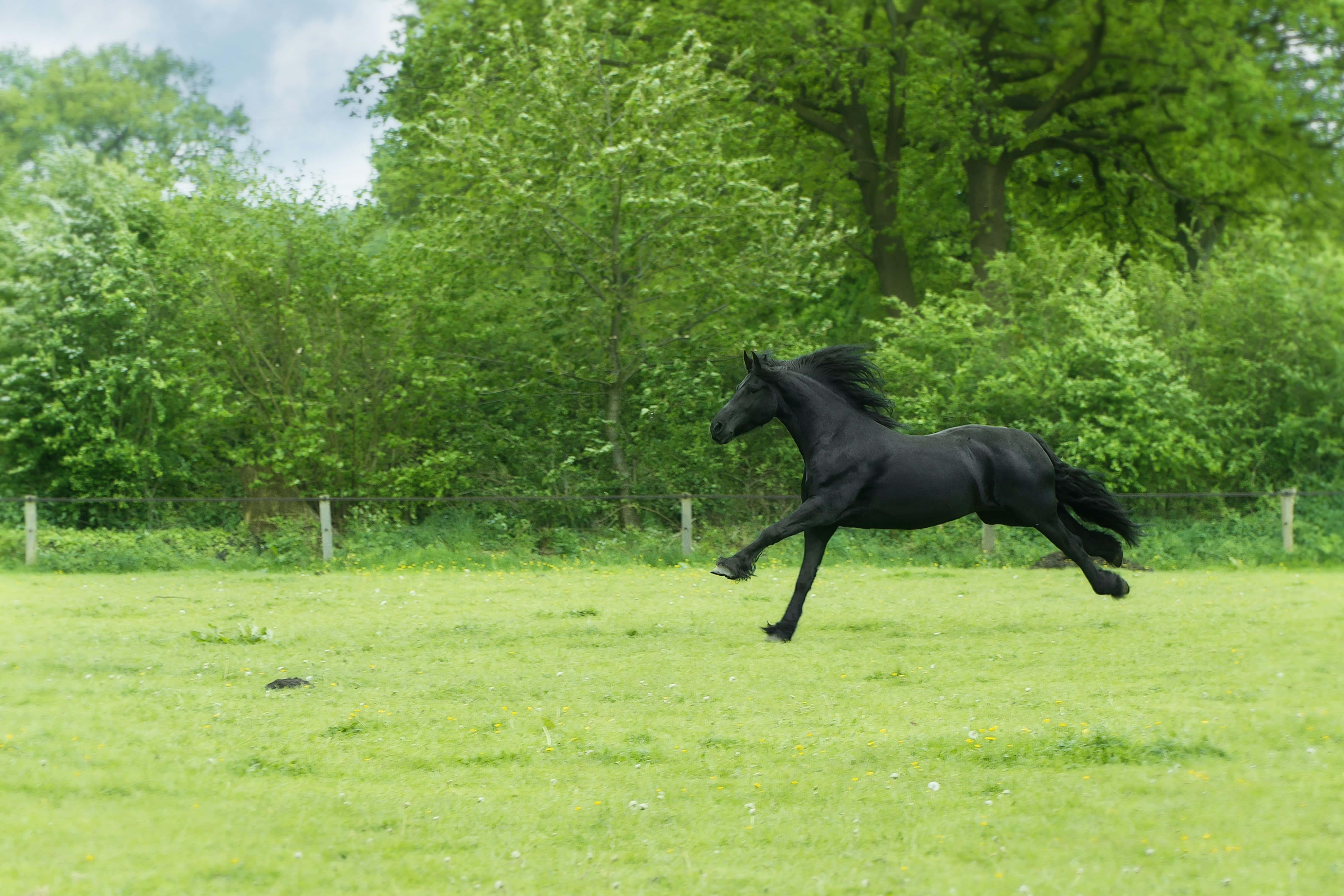 Beautiful Horses 桌布 壁紙 — 一匹線條流暢的黑馬在部分多雲的天空下，自由奔馳於一片由茂密樹木環繞的翠綠草地上。