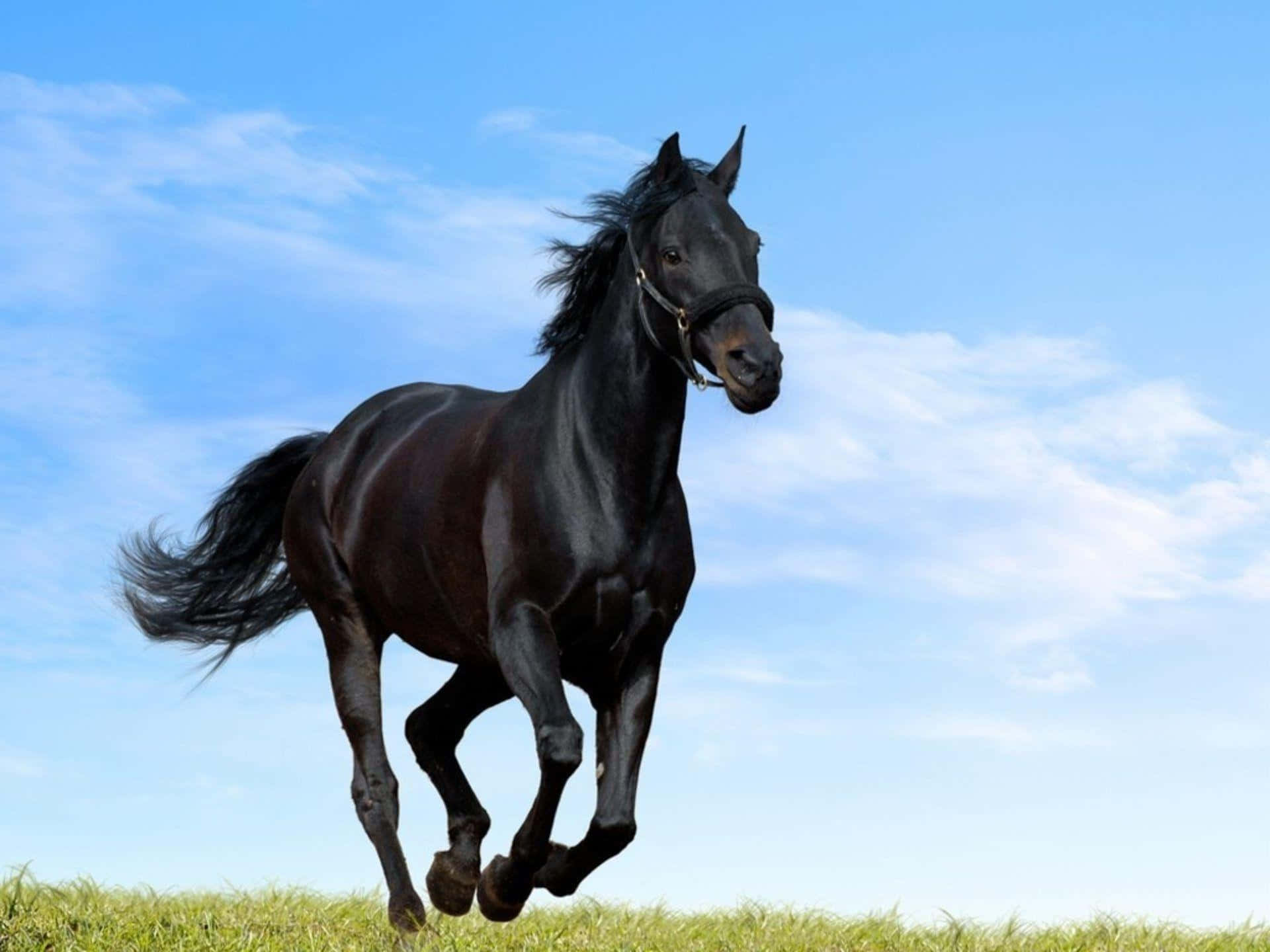 Black Horse 桌布 壁紙 — 一匹線條流暢的黑馬在陽光明媚的草地上自由奔馳，天空湛藍，白雲輕飄。