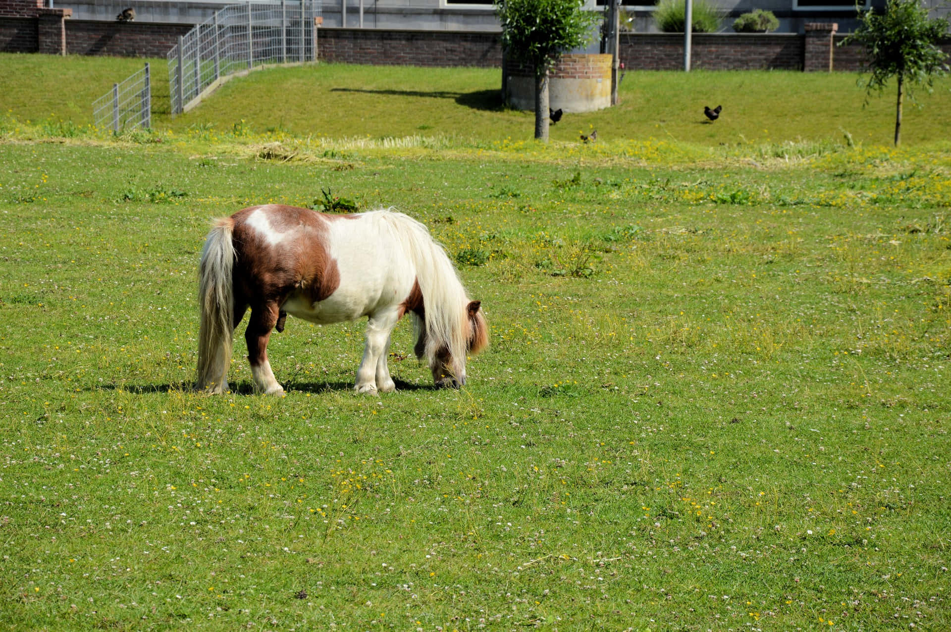 pony 桌布 壁紙 — 一匹花斑小馬在陽光明媚的草地上平靜地吃草，草地上點綴著野花，周圍有籬笆和遠處的雞。