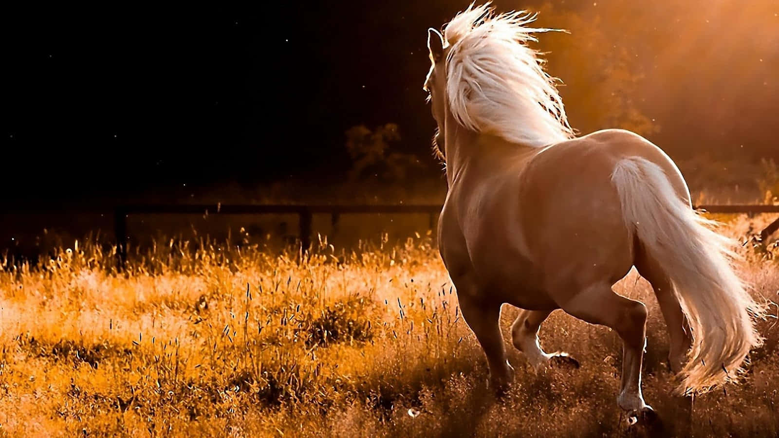 Pretty Horse 桌布 壁紙 — 一匹金色帕洛米諾馬在日落時分奔馳於高草叢中，鬃毛和尾巴隨風飄揚。