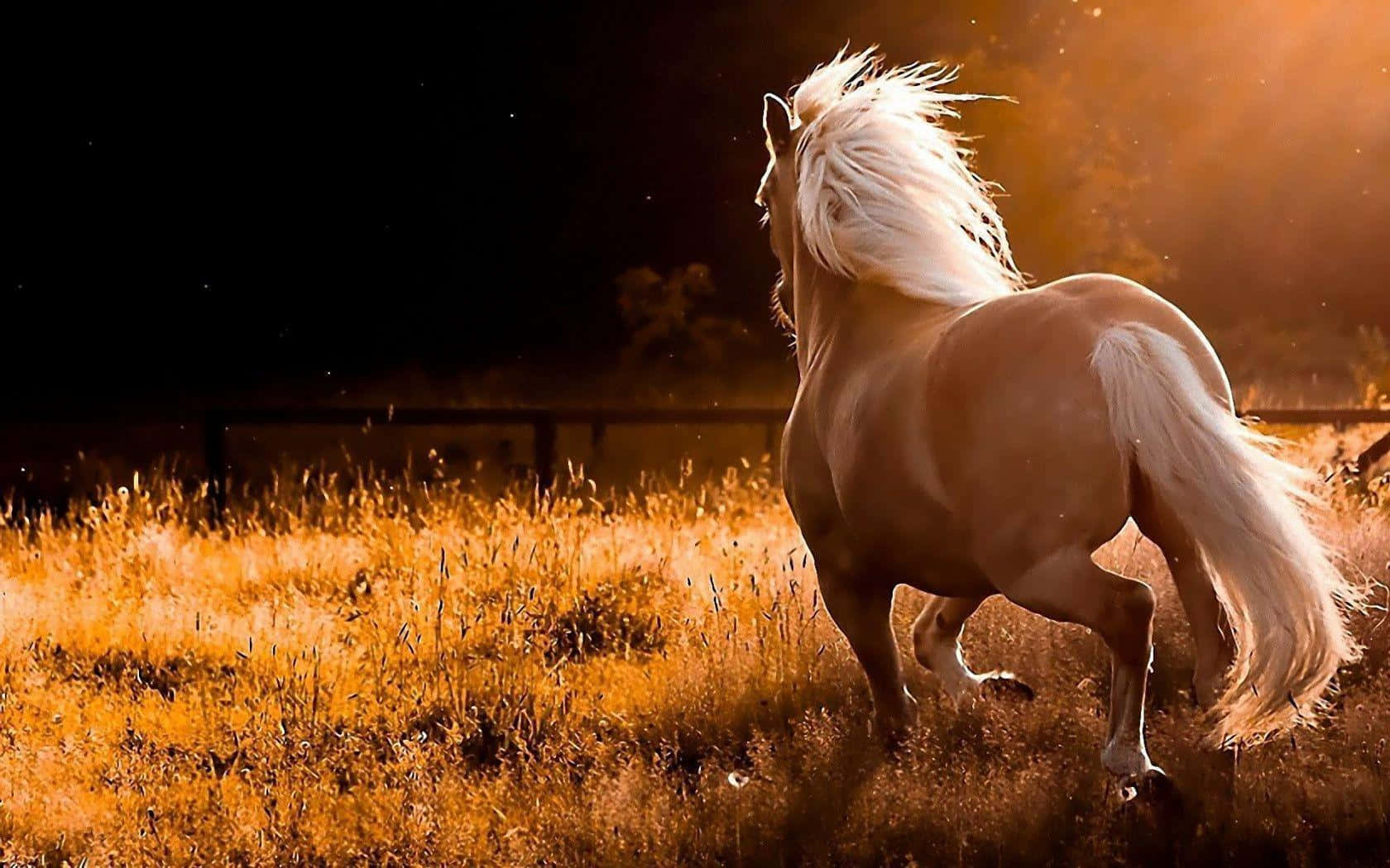 Mustang Horse 桌布 壁紙 — 一匹金色帕洛米諾馬在日落時奔馳穿過高草，鬃毛和尾巴隨風飄揚。