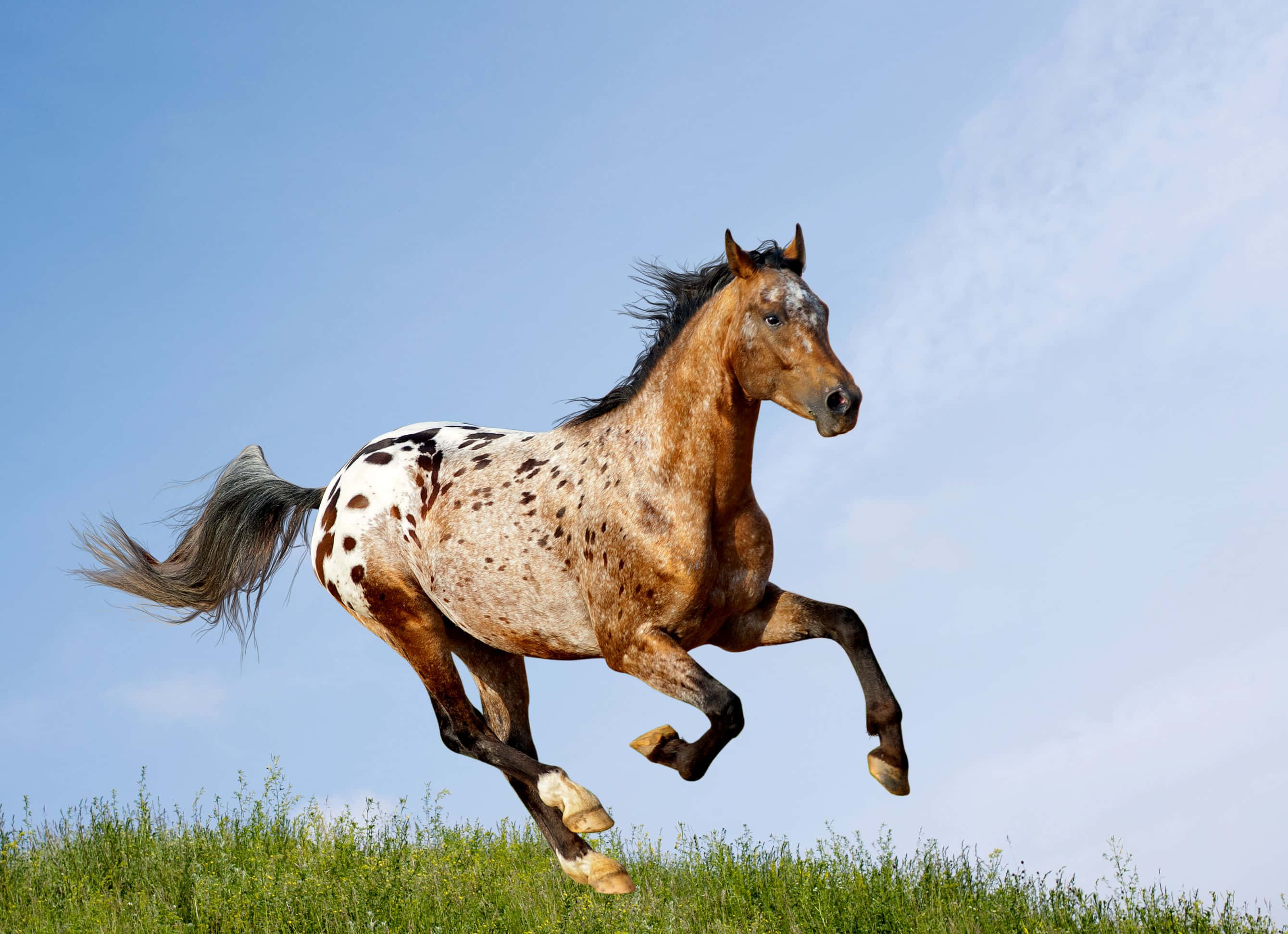 Appaloosa Horse 桌布 壁紙 — 一匹阿帕盧薩馬在晴朗的藍天下優雅地躍過長滿青草的山丘。