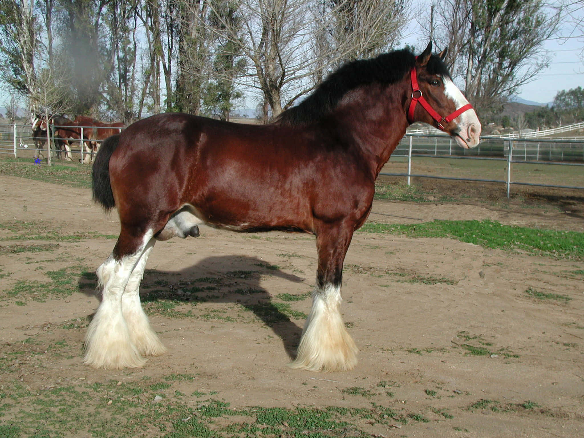 Clydesdale Horse 桌布 壁紙 — 一匹雄偉的克萊茲代爾馬，擁有濃郁的栗色毛髮和白色羽狀腿，在晴朗的天空下自豪地站在圍欄牧場中。