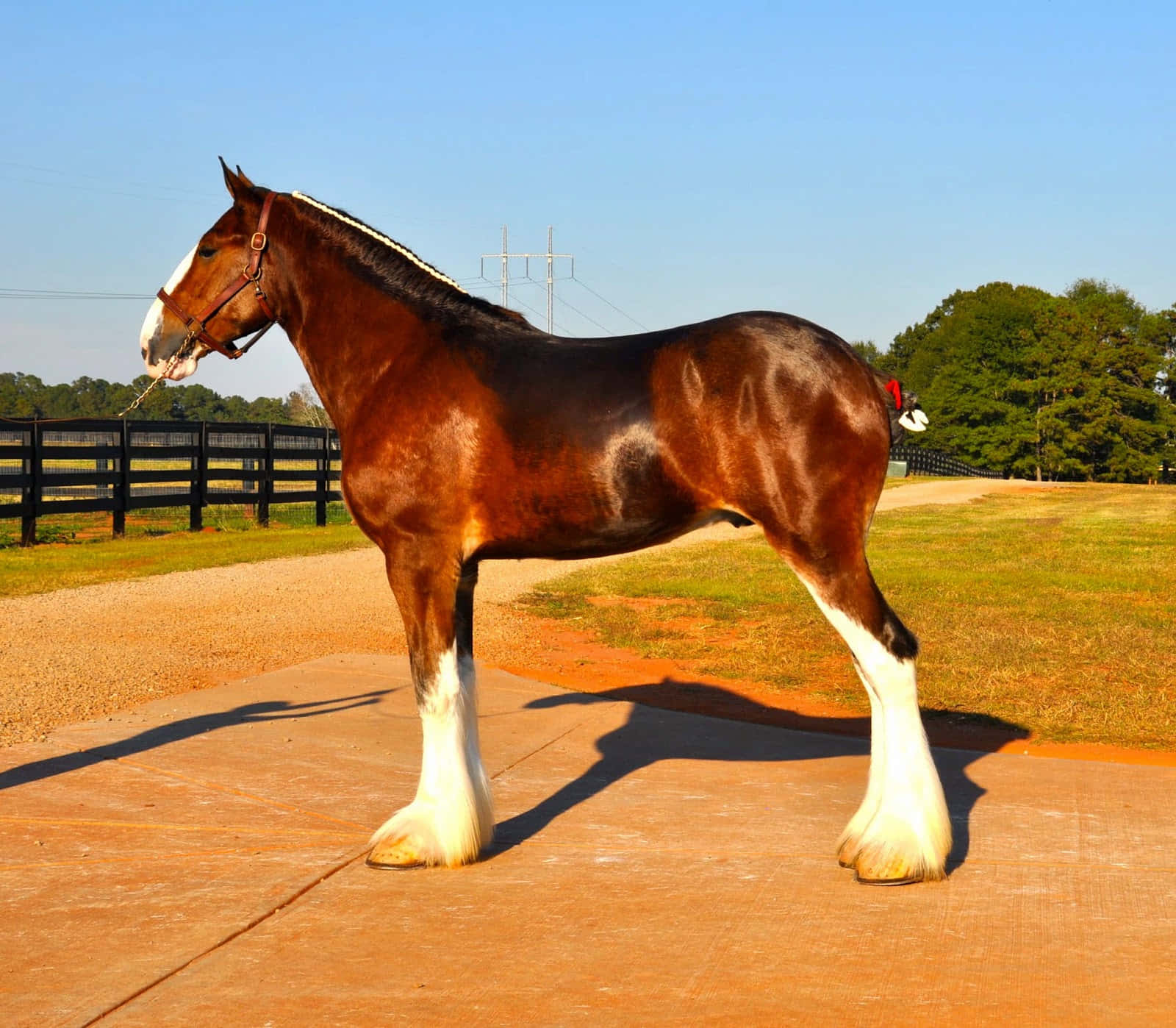 Clydesdale Horse 桌布 壁紙 — 一匹雄偉的克萊茲代爾馬驕傲地站在陽光普照的混凝土小徑上，背景是圍欄牧場和樹木。