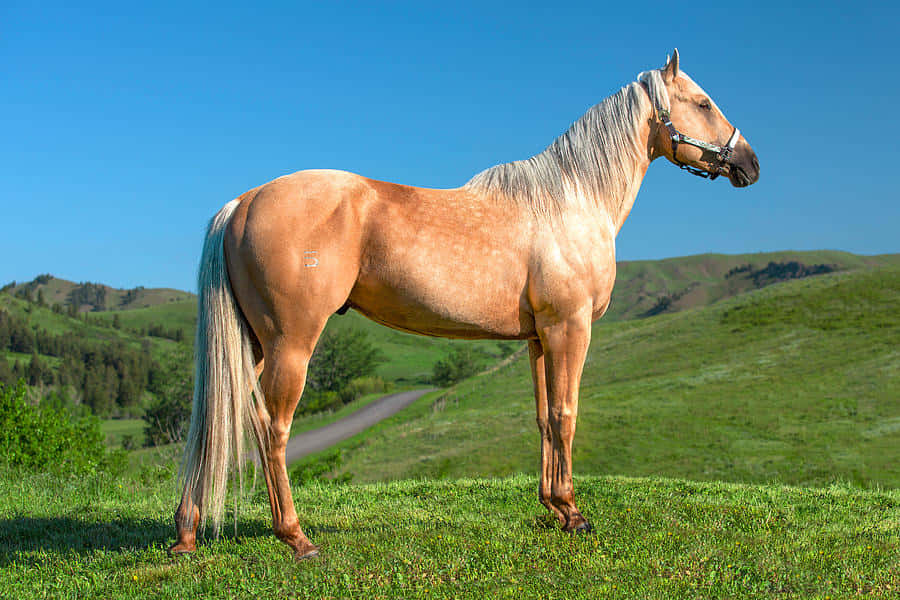 Pretty Horses 桌布 壁紙 — 一匹雄偉的帕洛米諾馬驕傲地站在陽光照耀的草地上，背後是連綿起伏的綠色山丘和清澈的藍天。