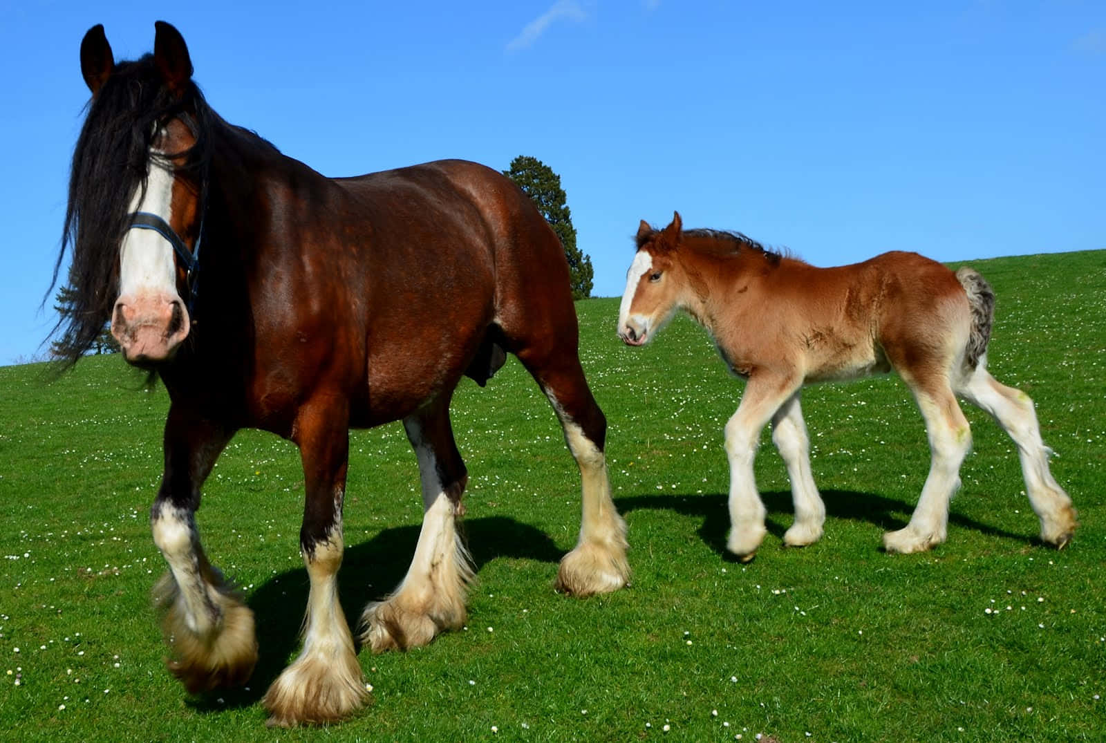 Clydesdale Horse 桌布 壁紙 — 一匹雄偉的成年克萊茲代爾馬和牠的小馬駒在晴朗的藍天下，一起漫步在充滿活力的綠色草地上。