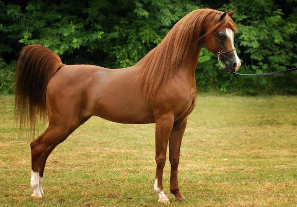 Arabian Horse 桌布 壁紙 — 一匹雄偉的栗色馬，鬃毛飄逸，優雅地站在陽光明媚的草地上，四周環繞著茂密的綠樹。
