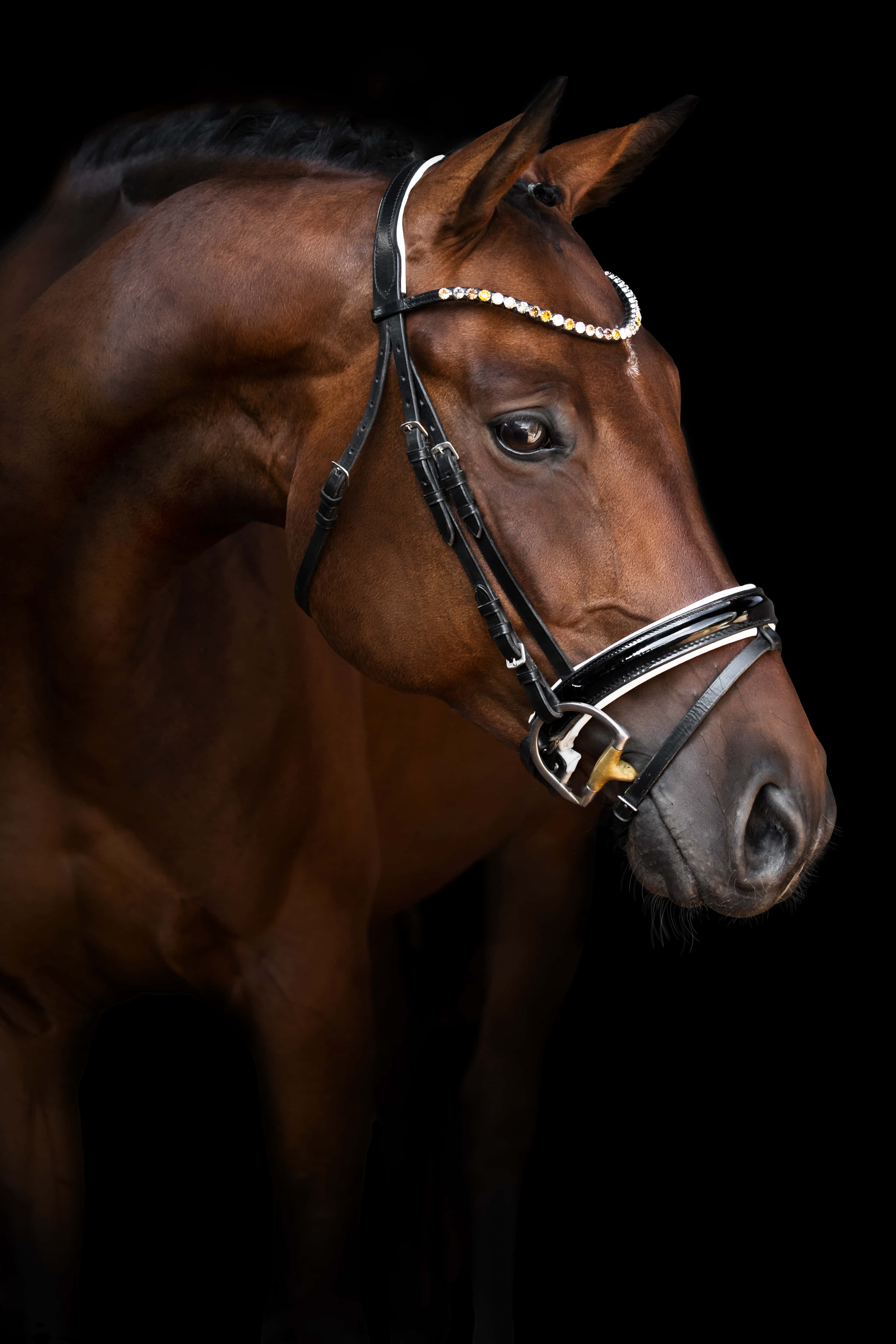 Cool Horse 桌布 壁紙 — 一匹雄偉的栗色馬匹佩戴著鑲有寶石的韁繩，在純黑背景下擺出姿勢，其眼神反映出沉靜的力量。