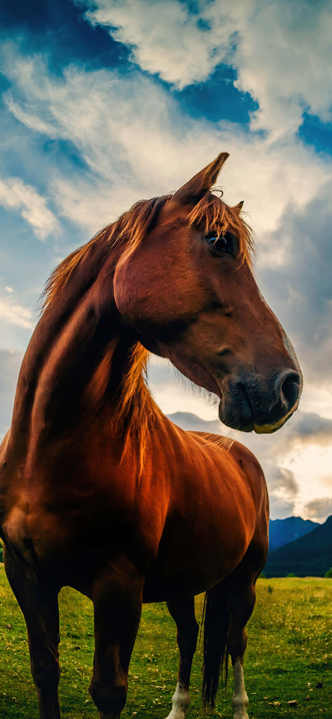 Beautiful Horse iPhone 桌布 壁紙 — 一匹雄偉的栗色馬站在陽光明媚的草地上，天空是戲劇性的藍色，點綴著蓬鬆的白雲。