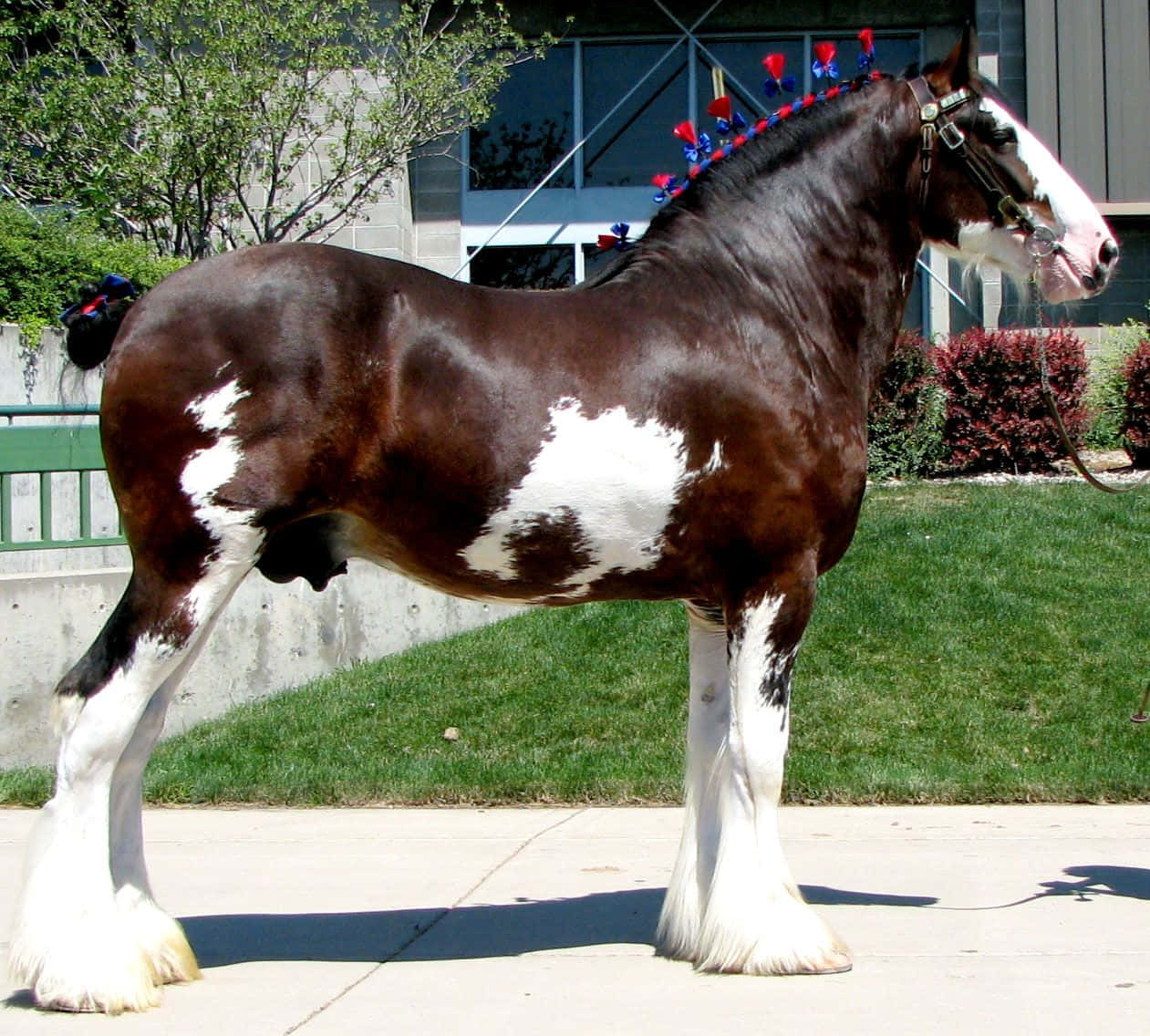 Clydesdale Horse 桌布 壁紙 — 一匹雄偉的棕白相間克萊茲代爾馬驕傲地站在人行道上，鬃毛上裝飾著紅、藍、白色的裝飾絲帶。