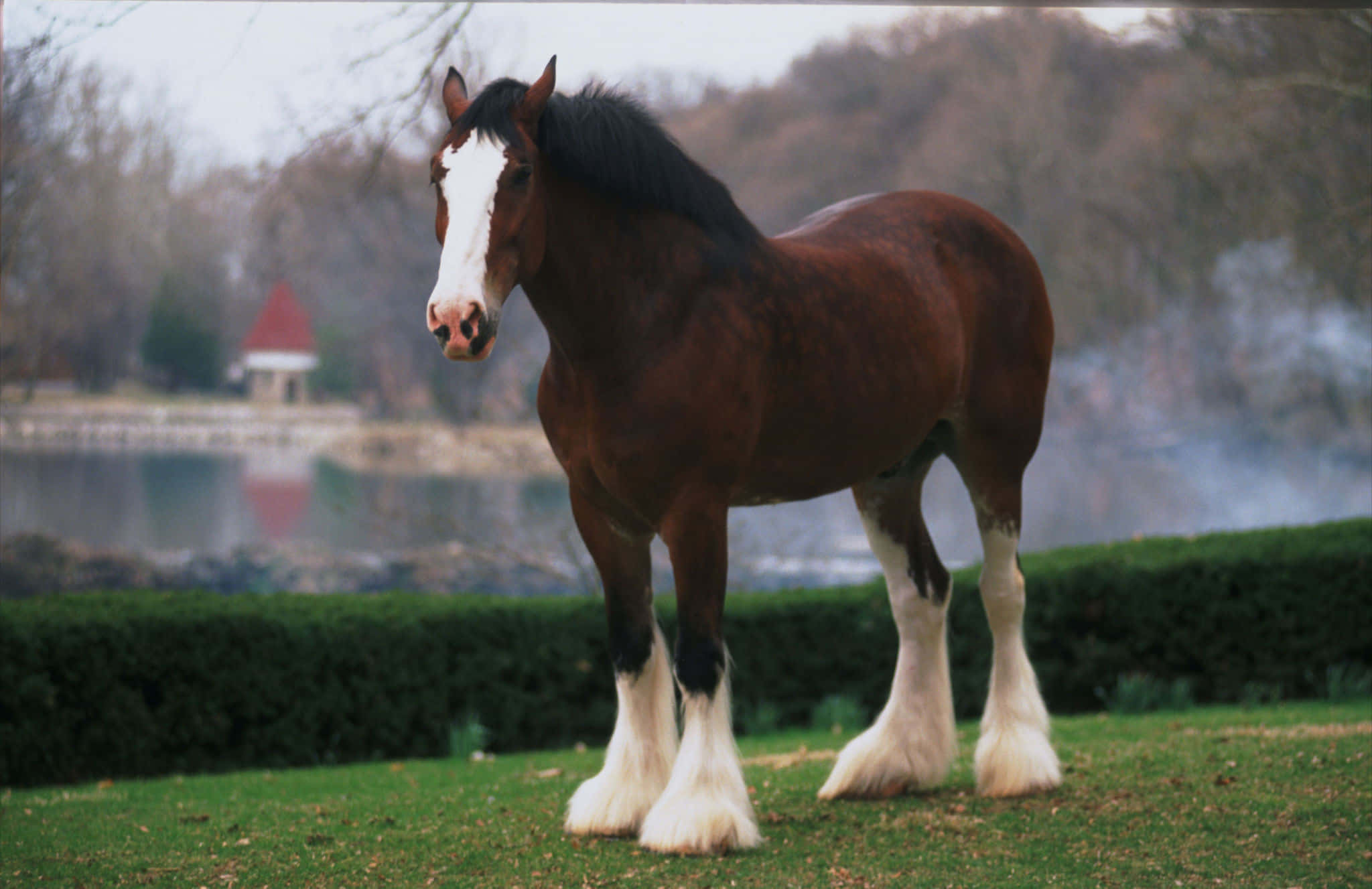 Clydesdale Horse 桌布 壁紙 — 一匹雄偉的棕色克萊茲代爾馬，帶有白色星斑和羽狀蹄，自豪地站在平靜的湖邊草地上，背景中有光禿的樹木和一座紅頂建築在薄霧中。