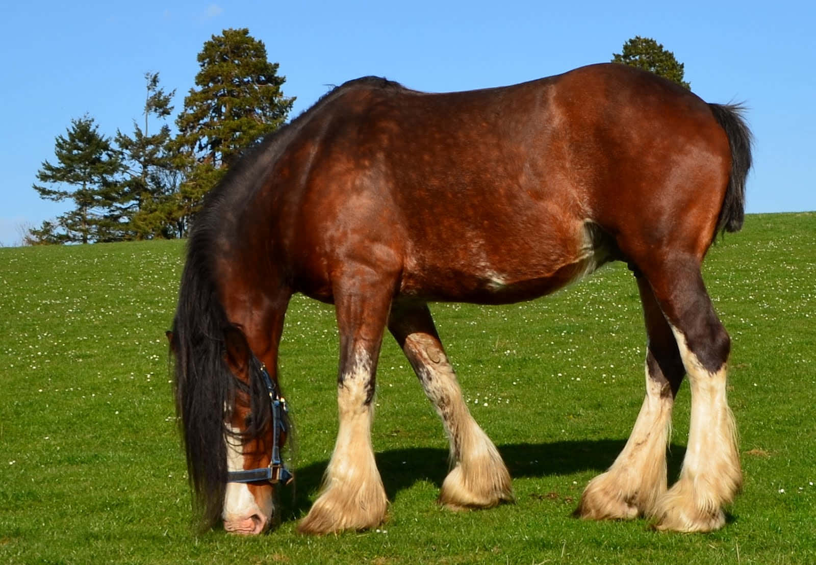 Clydesdale Horse 桌布 壁紙 — 一匹雄偉的棕色克萊茲代爾馬，有著羽毛般的腿，在晴朗的藍天下，在陽光明媚的綠色牧場上平靜地吃草。