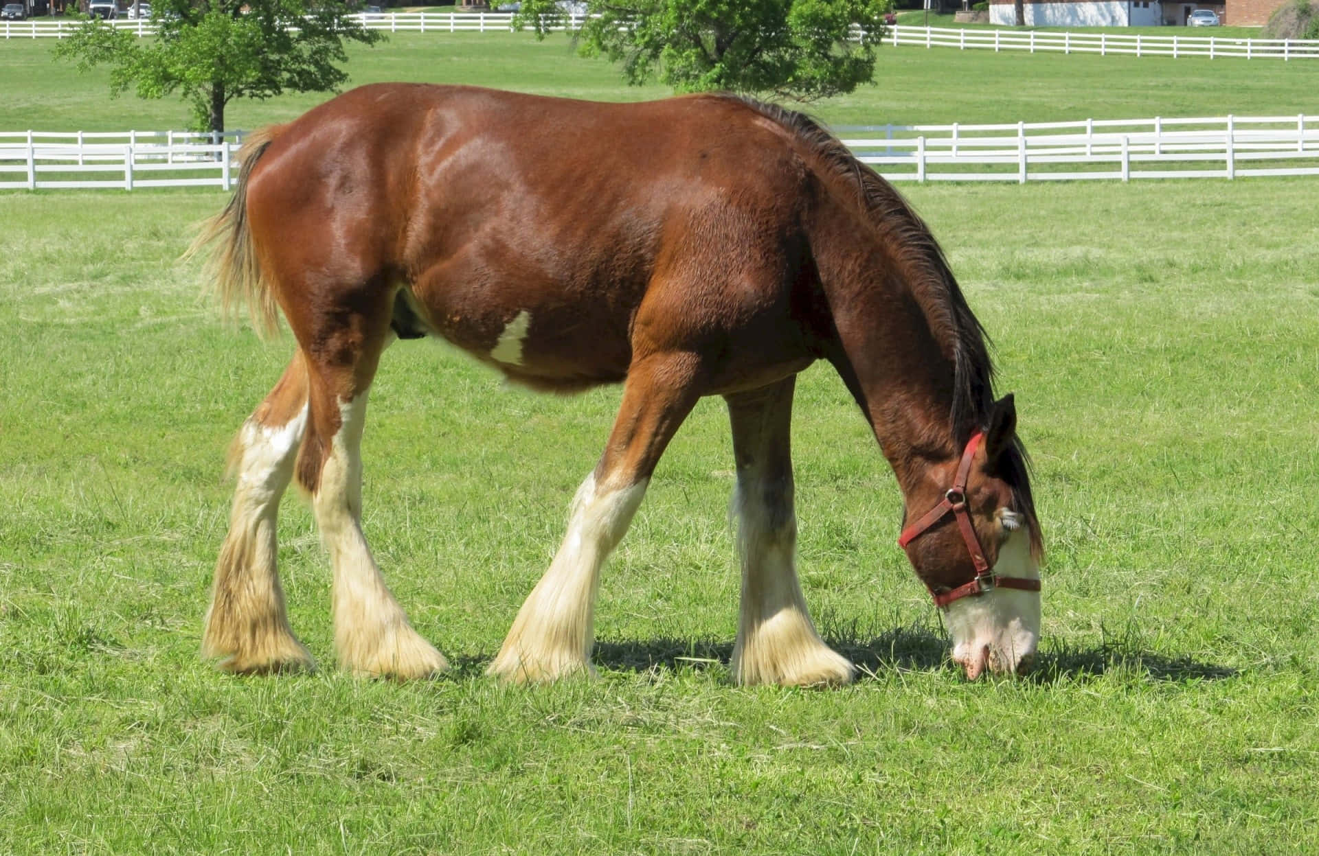 Clydesdale Horse 桌布 壁紙 — 一匹雄偉的棕色克萊茲代爾馬，有著白色羽毛般的腿，在陽光明媚的綠色牧場上平靜地吃草，牧場周圍有白色柵欄和樹木。