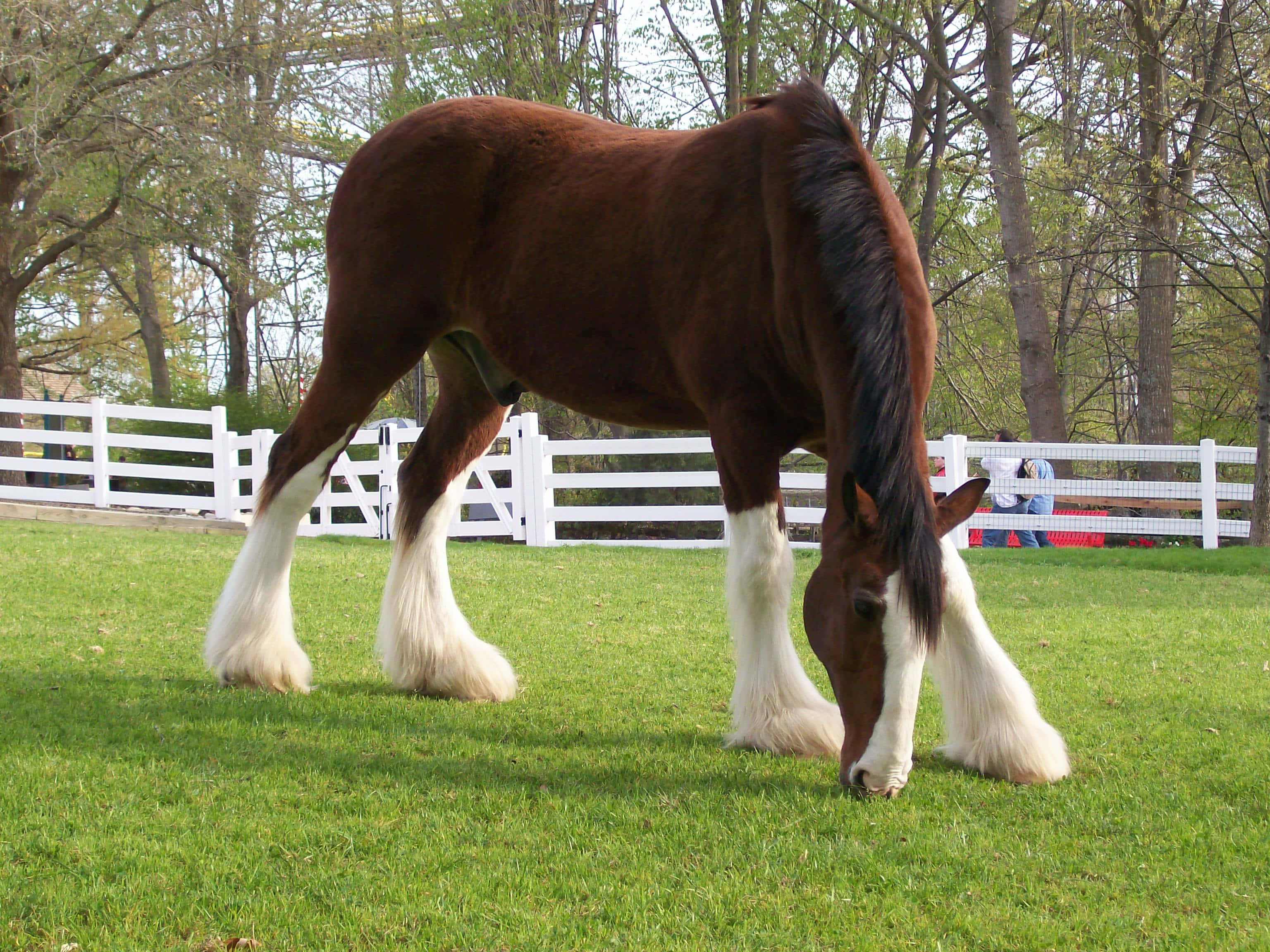 Clydesdale Horse 桌布 壁紙 — 一匹雄偉的棕色克萊茲代爾馬，有著白色羽毛般的腿，在白色圍欄附近鮮綠的草地上平靜地吃草。