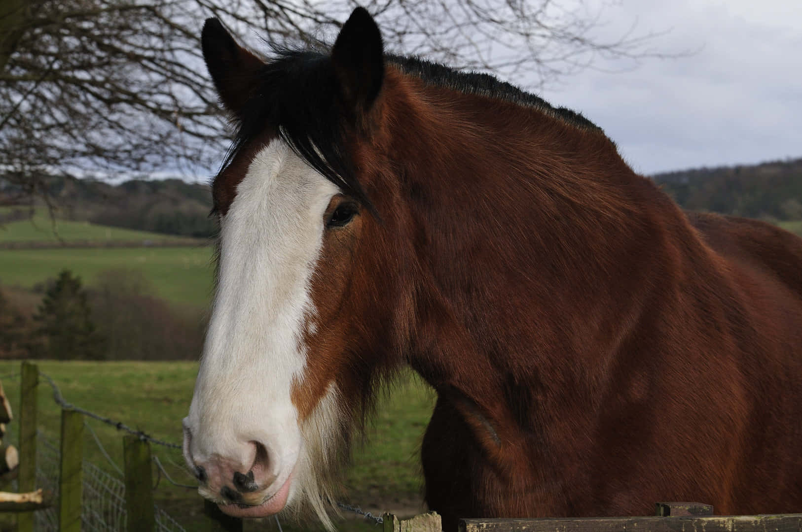 Clydesdale Horse 桌布 壁紙 — 一匹雄偉的棕色馬，額頭有白色星紋，靜靜地站在霧氣瀰漫的綠色牧場的木柵欄後面。