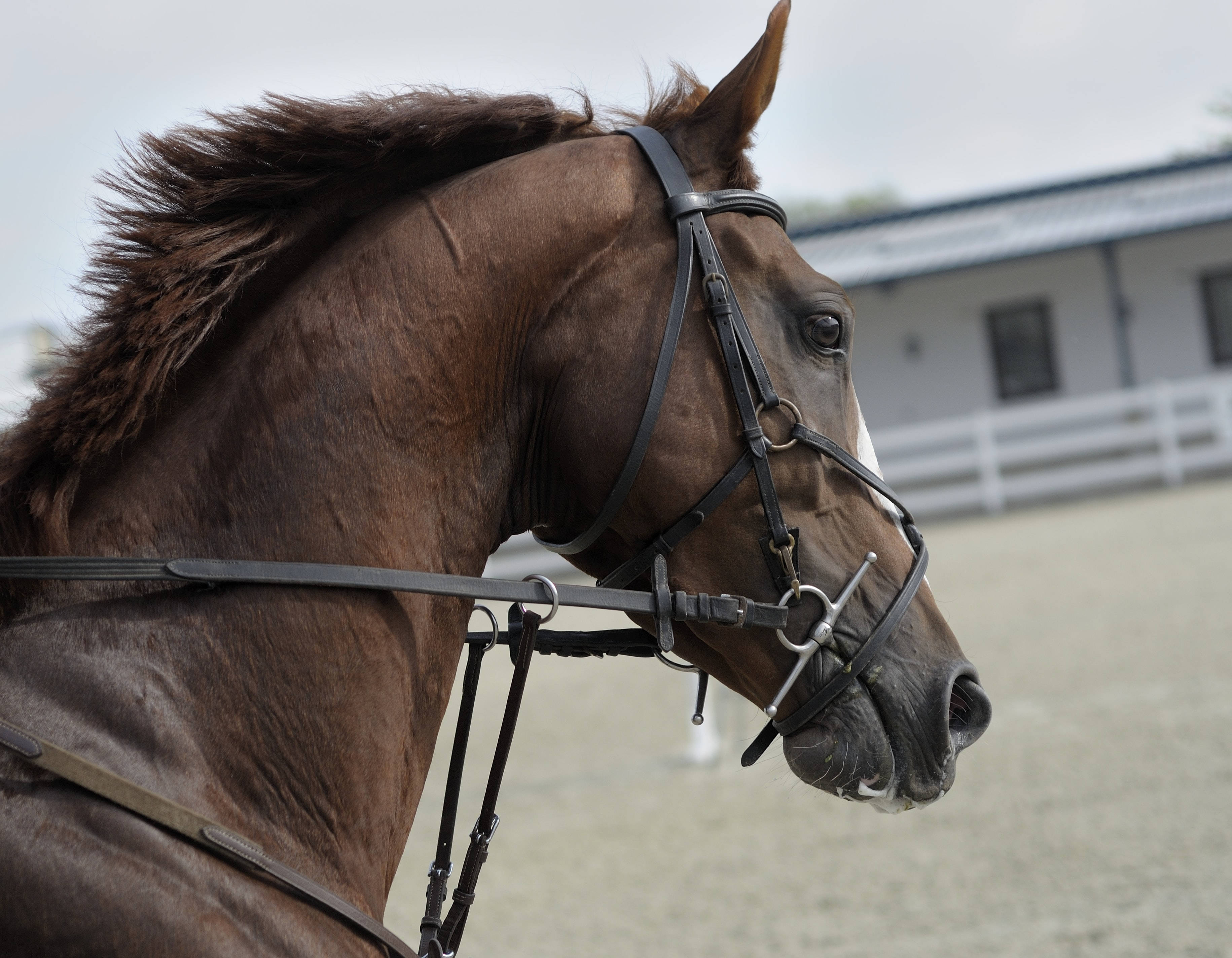 Horse Face 桌布 壁紙 — 一匹雄偉的棕色馬戴著黑色韁繩，站在沙地競技場上，背景有白色圍欄和馬廄建築的特寫。
