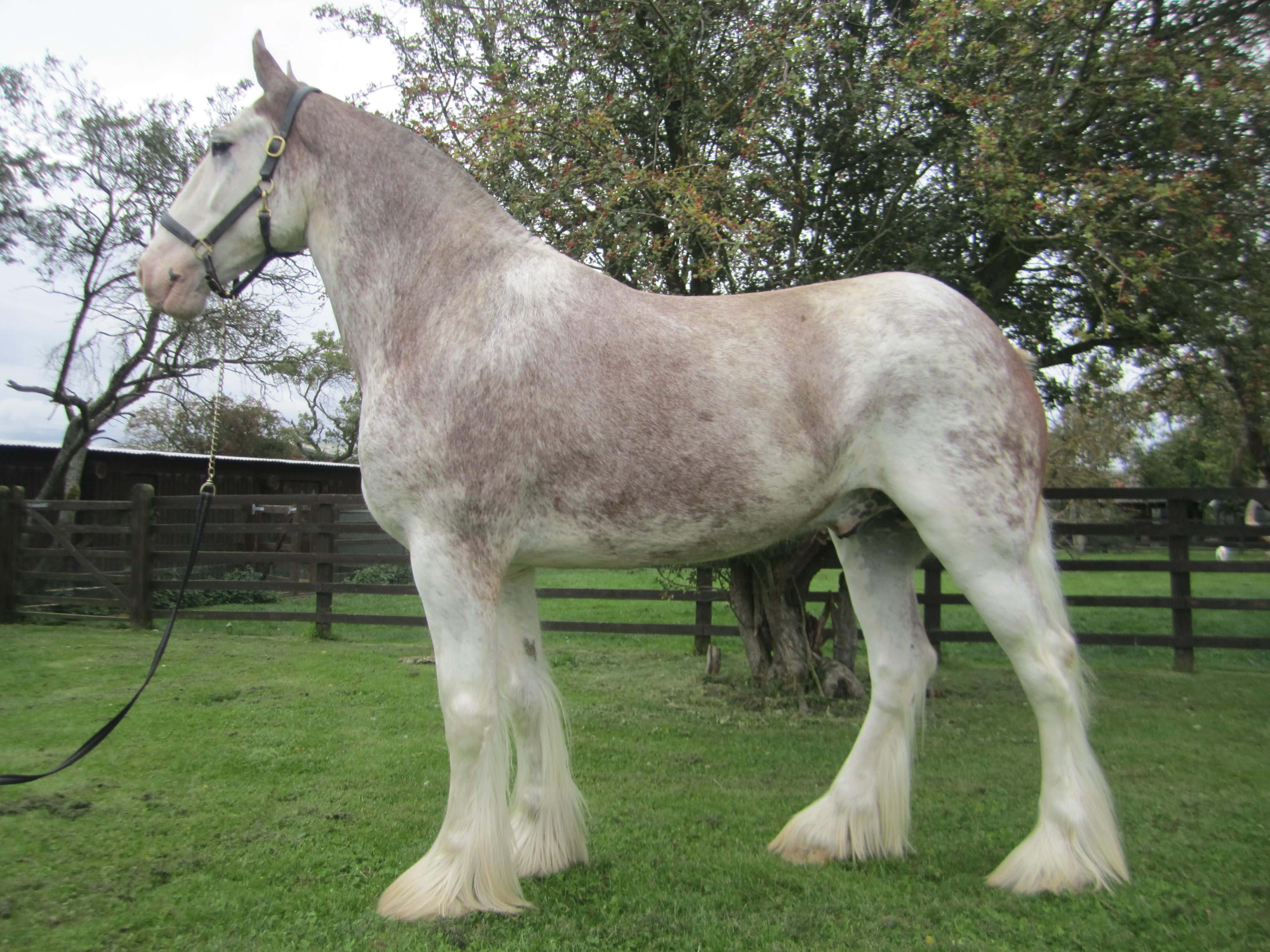 Clydesdale Horse 桌布 壁紙 — 一匹雄偉的灰色克萊茲代爾馬在陰天之下，自豪地站在由樹木和木柵欄環繞的草地上。